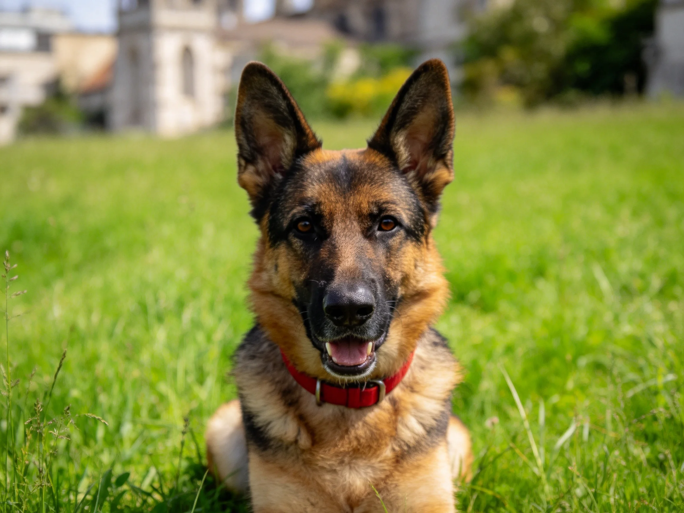 一只德国牧羊犬安静地坐在草地上,黑色的口鼻与棕色的毛发形成鲜明对比,红色项圈清晰可见。