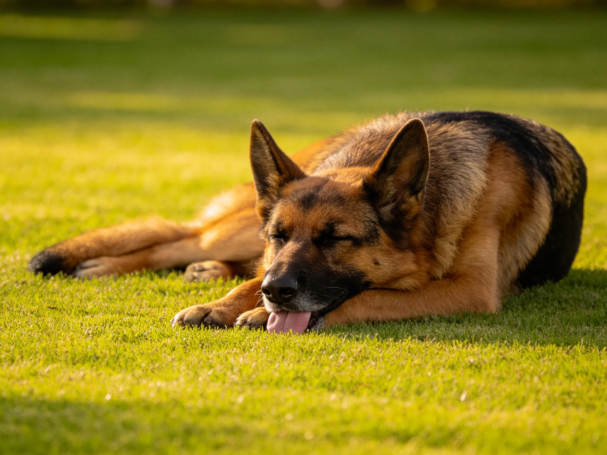 德国牧羊犬趴在草地上,舌头伸出,黑棕色毛发清晰可见。