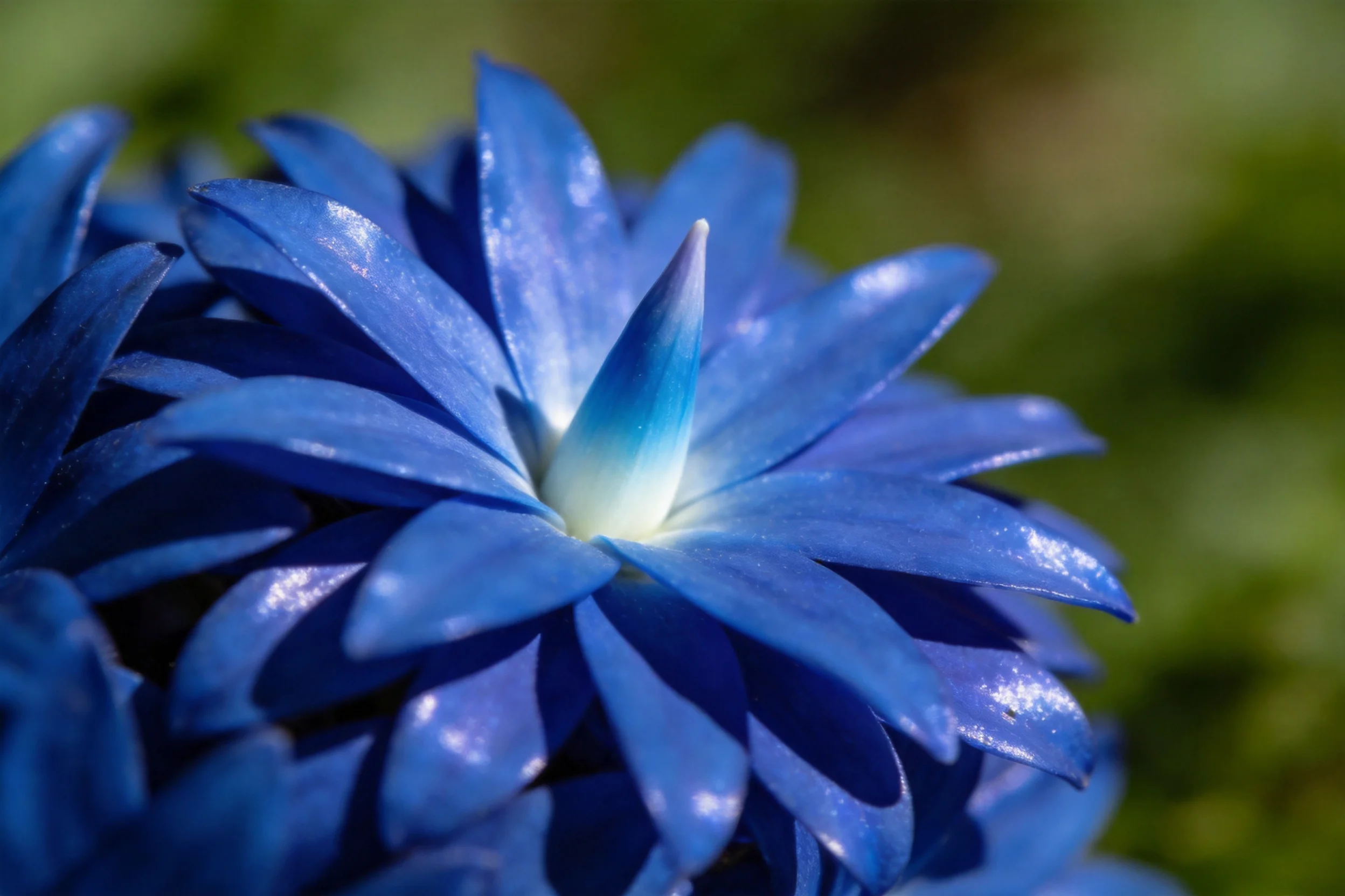蓝色报春花的花瓣呈现出深蓝色，中心花蕊为淡蓝色，花瓣带有光泽感。