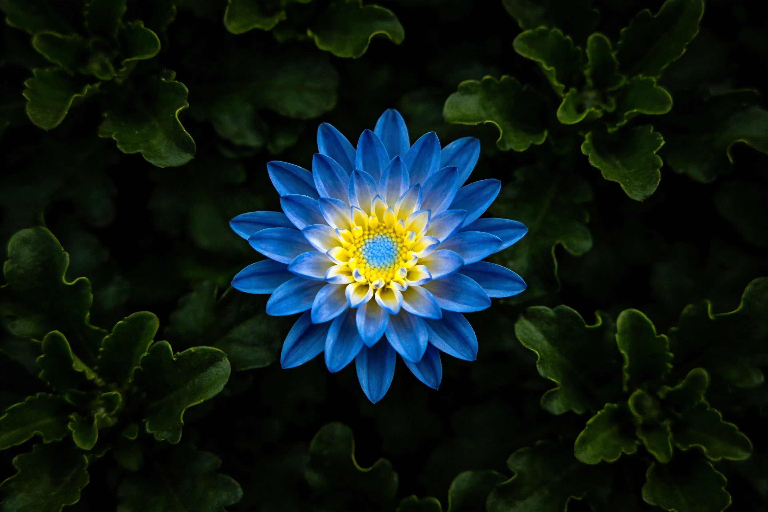 蓝色大丽花花瓣呈渐变色,中心黄色花蕊清晰可见,周围环绕深绿色叶片。