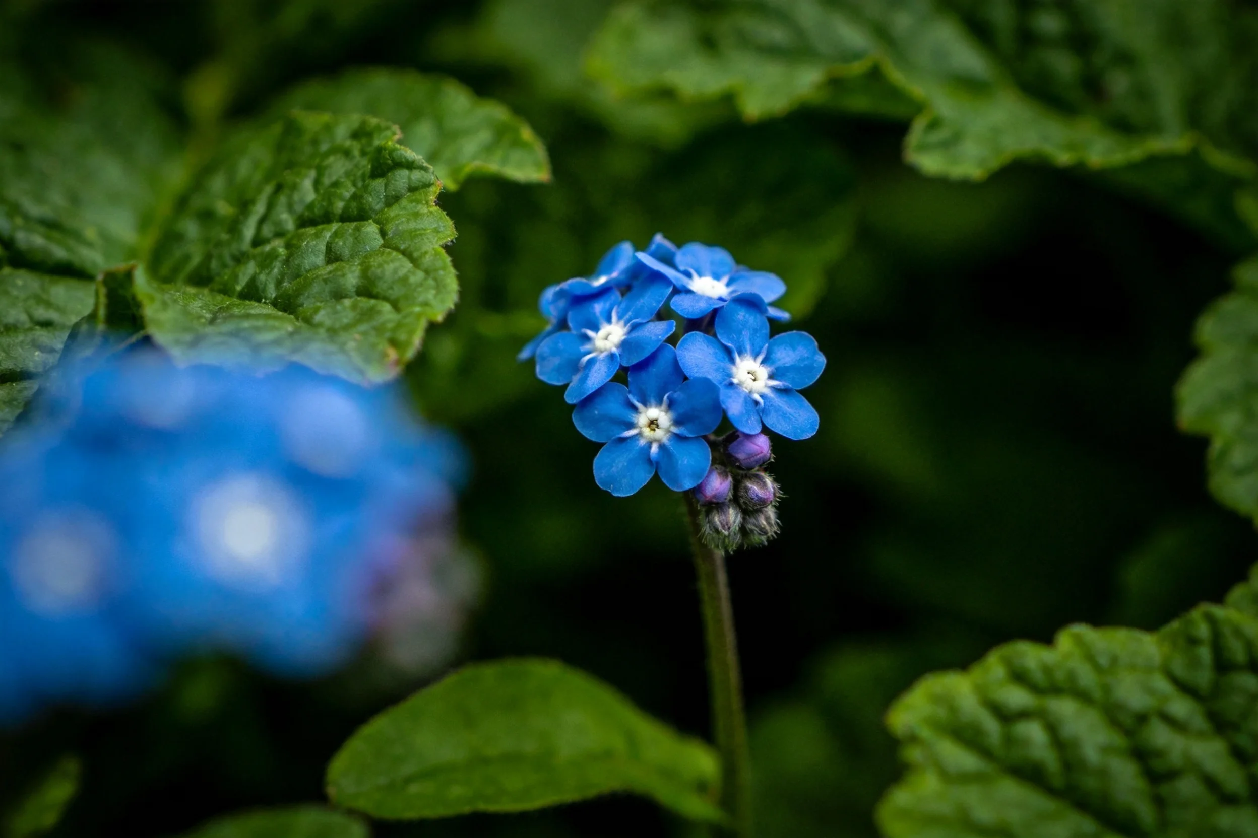 勿忘草花卉特写,蓝色花瓣边缘清晰,白色花蕊居中,周围环绕深绿色叶片。
