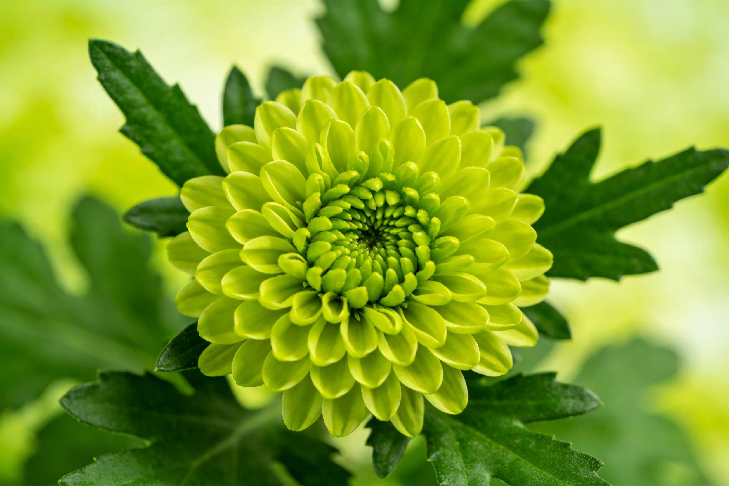 绿菊层层叠叠的细嫩花瓣在特写镜头下清晰展现，花瓣表面有细微纹理，颜色为明亮的绿色。
