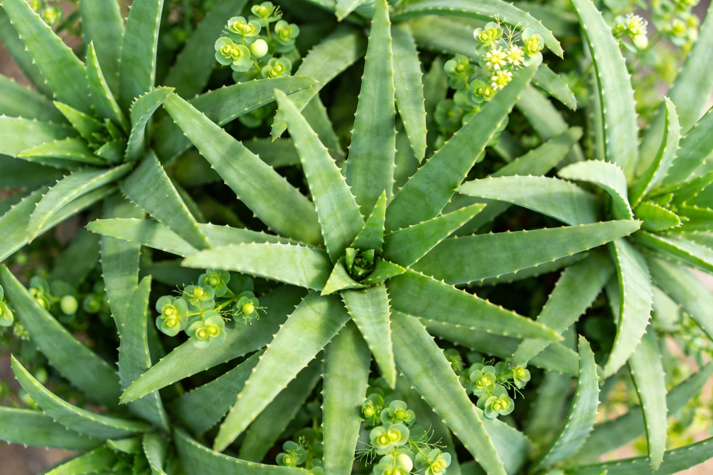 铁海棠植株，狭长带锯齿边缘的绿叶及分布其中的绿色小花簇，叶片呈放射状排列。