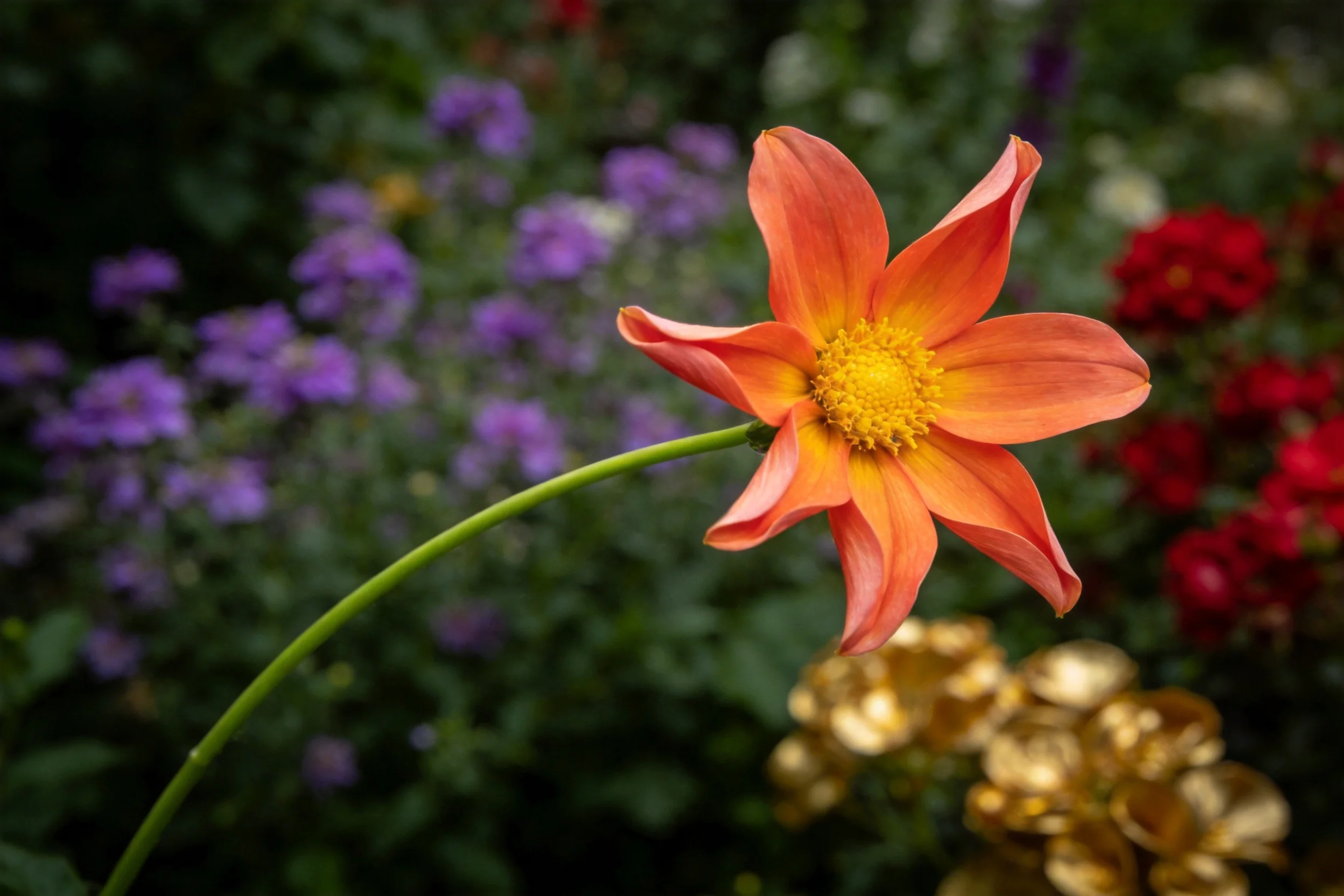 花园环境中橙红色大丽花绽放,花瓣呈现出渐变色彩,黄色花蕊清晰可见。