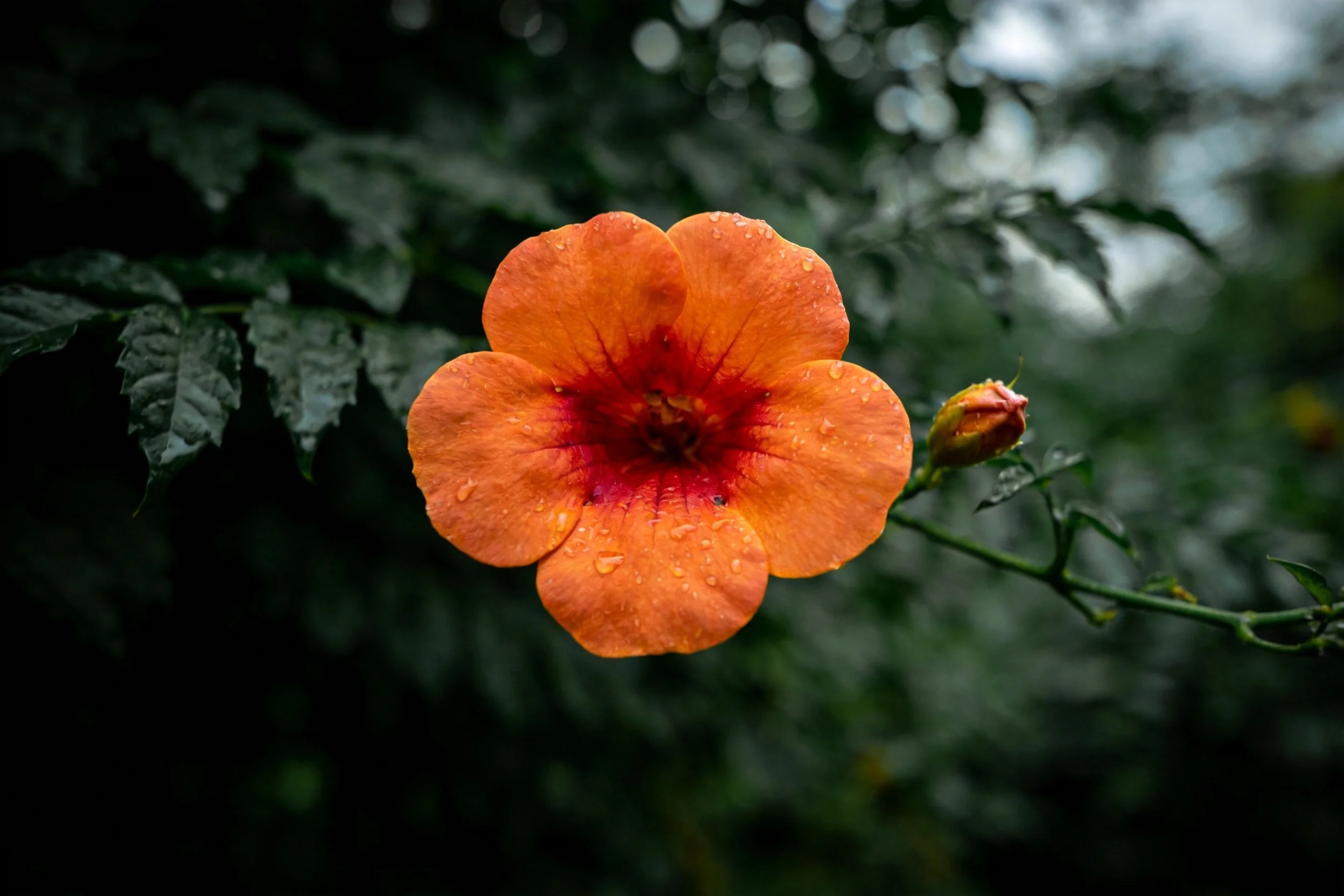 凌霄花花瓣布满水珠,中心呈红橙色渐变,花瓣边缘微微卷曲。