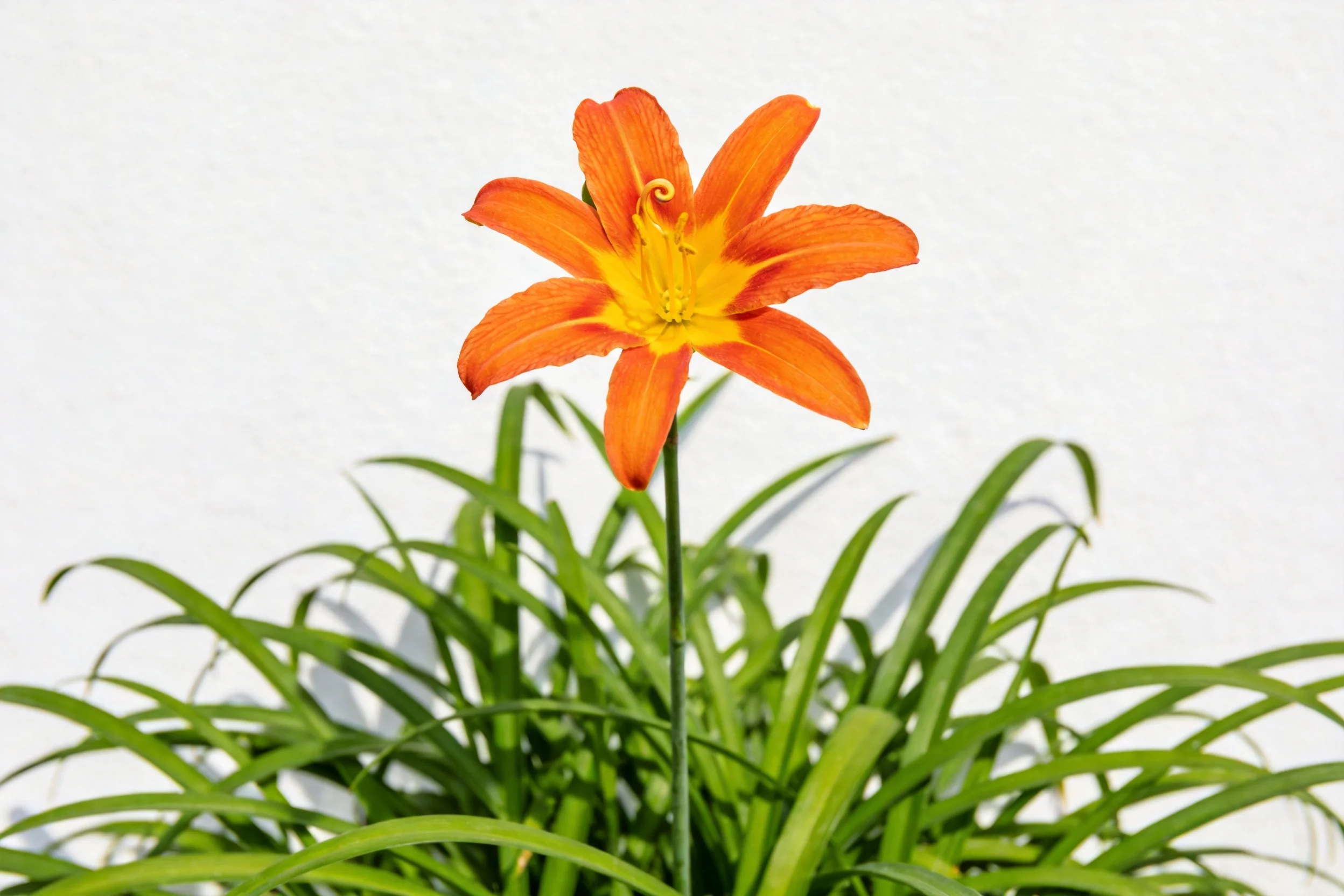 橙红色大花萱草特写,花瓣边缘卷曲,中心黄色花蕊清晰可见,周围环绕细长绿叶叶片。