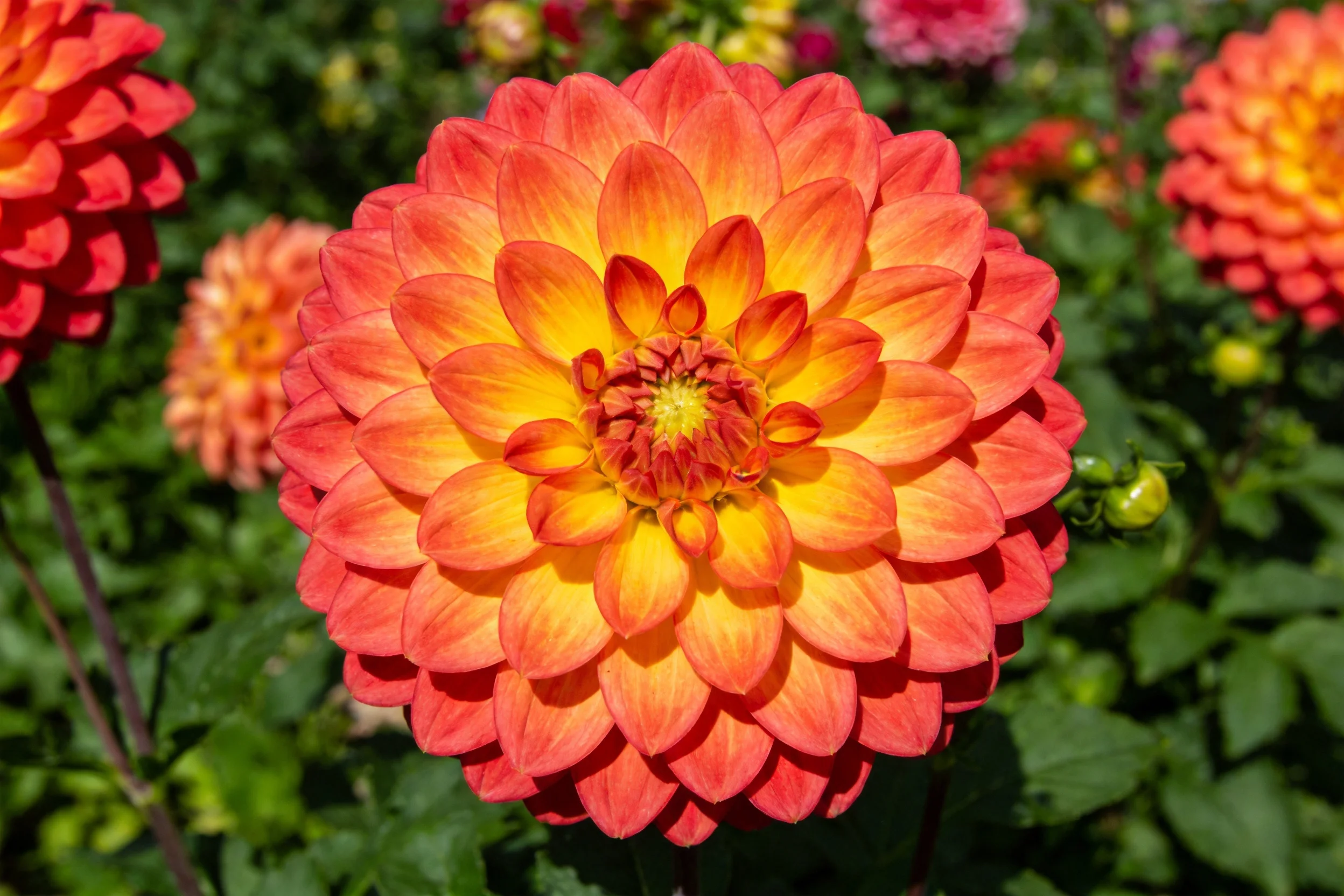 大丽花呈现出橙黄色渐变花瓣,中心处为明黄色小花簇,花瓣层层排列整齐。