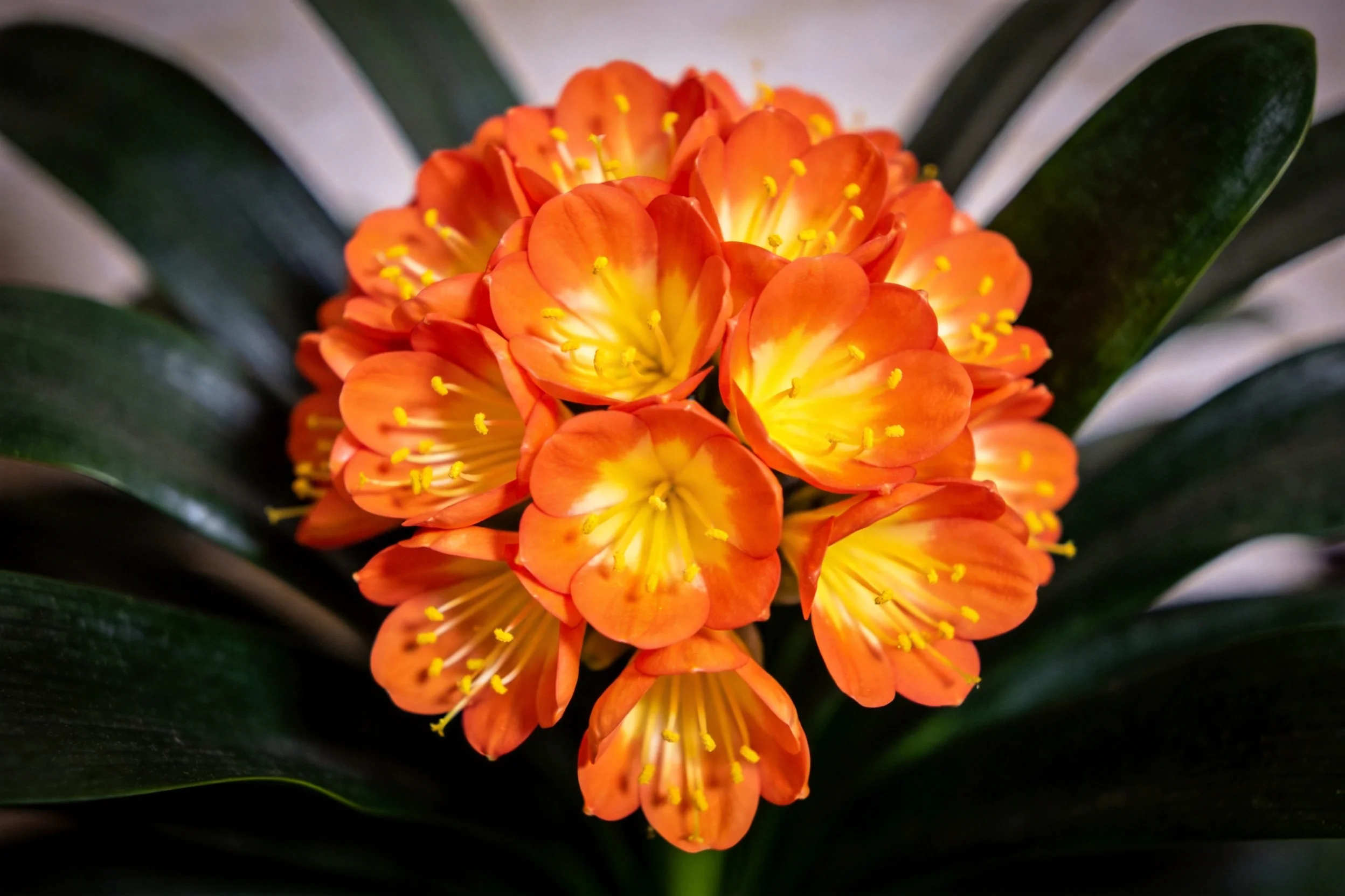 火鹤花盛开,橙红色花瓣边缘渐变至黄色花心,深绿色叶片环绕四周,花瓣纹理清晰可见。