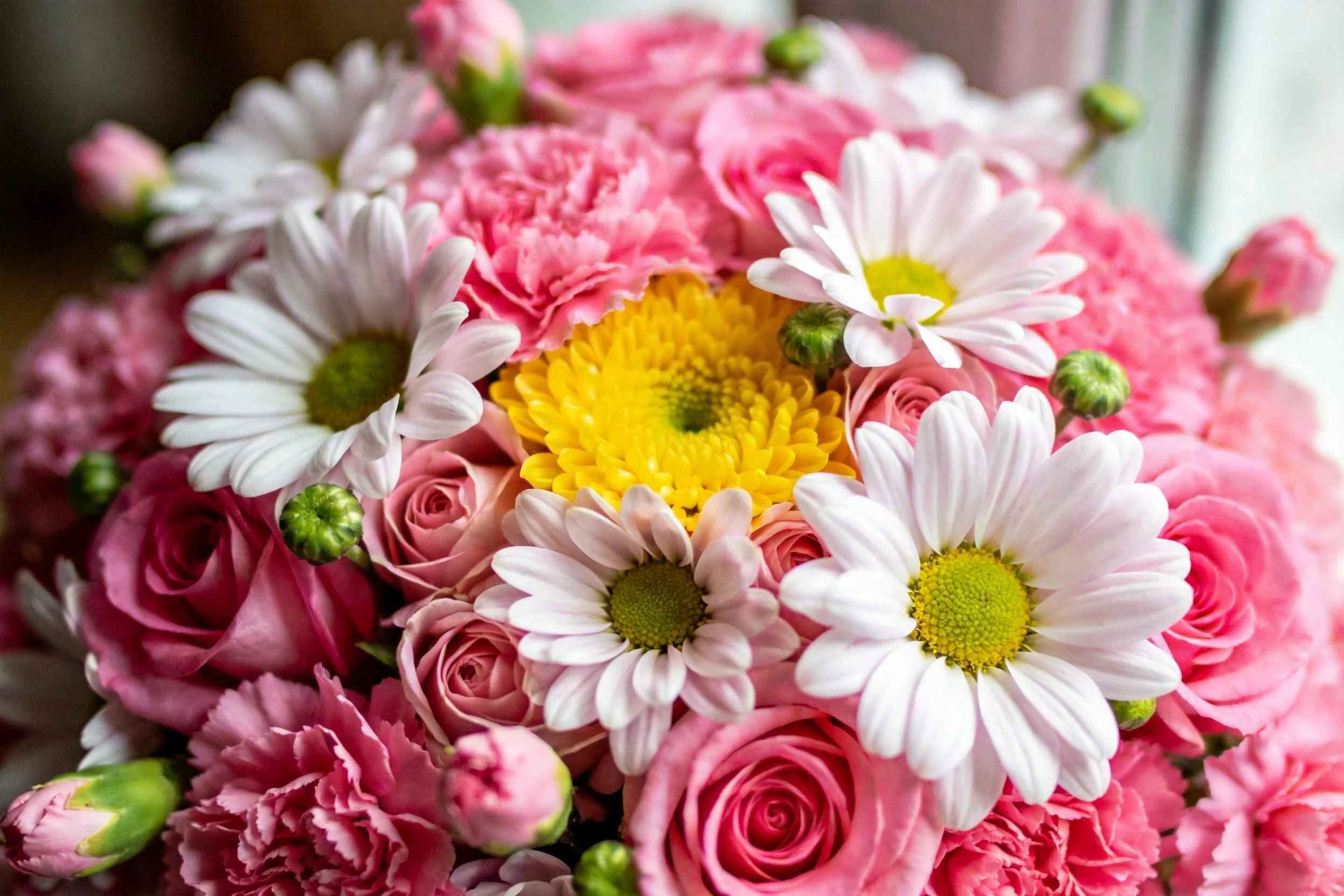 小雏菊、香石竹、月季组成的花束,白色雏菊花瓣边缘微微卷曲,黄色菊花位于中央位置。