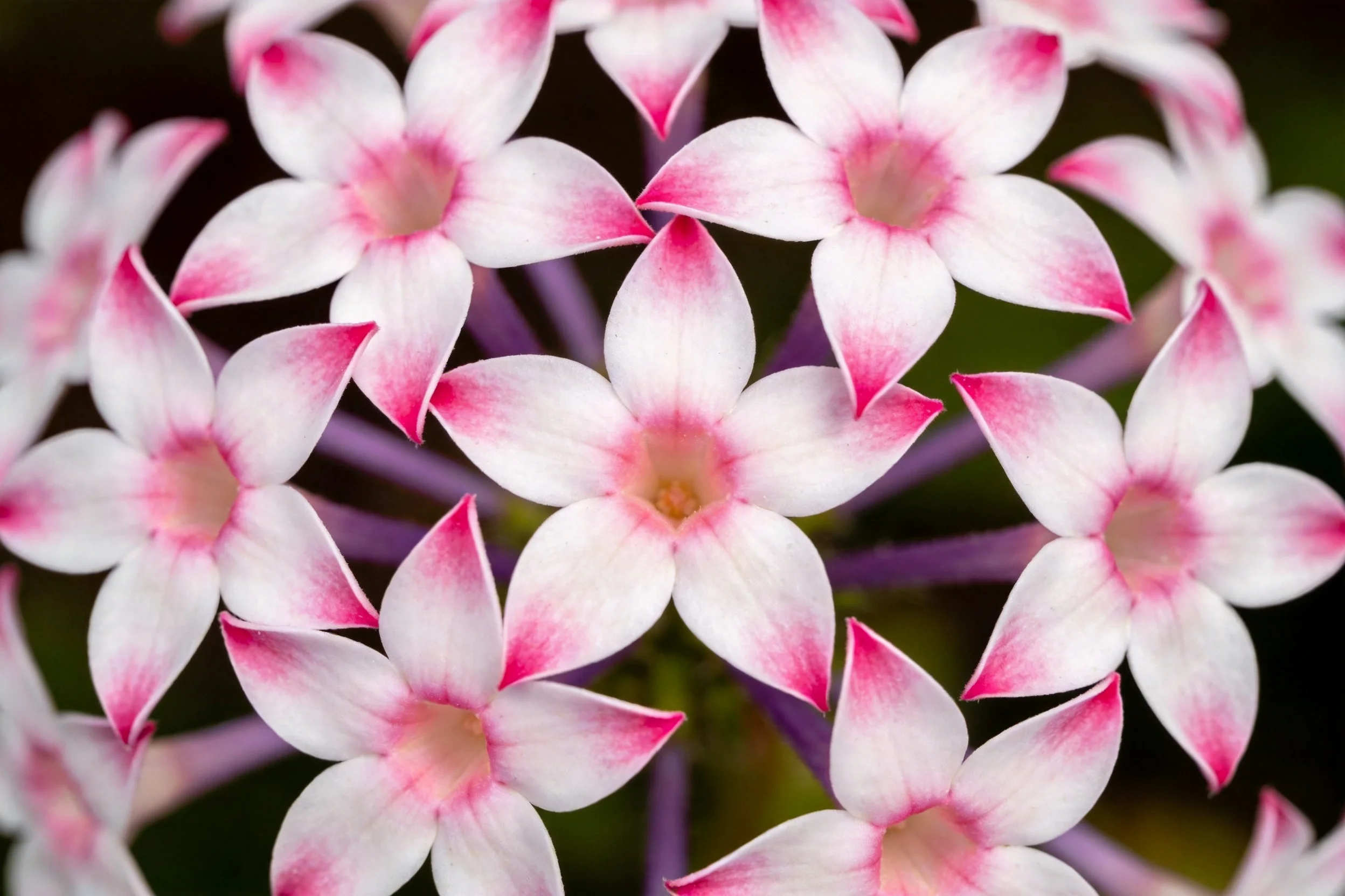 粉白长春花呈五瓣星形,花瓣边缘带淡粉色渐变至白色中心。