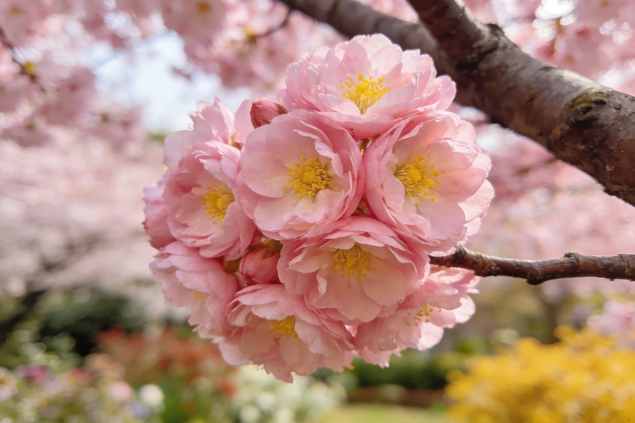 重瓣樱花在枝头形成密集花簇,淡粉色花瓣环绕黄色花蕊。