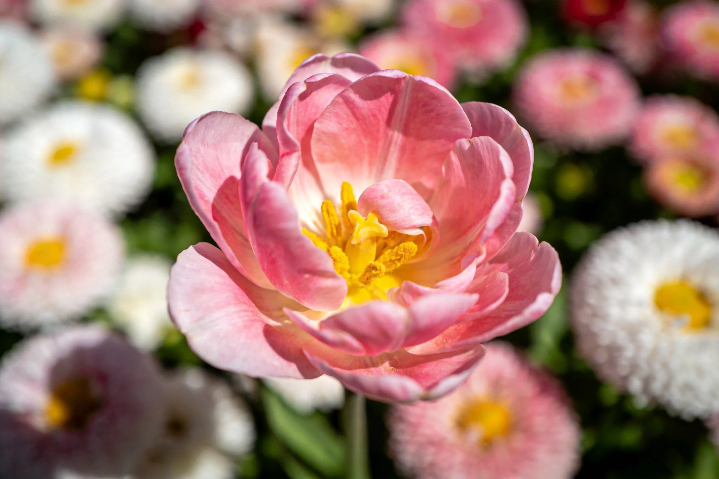 粉色郁金香花瓣呈现柔和渐变粉色,黄色花蕊清晰可见,花瓣有细腻光泽质感。