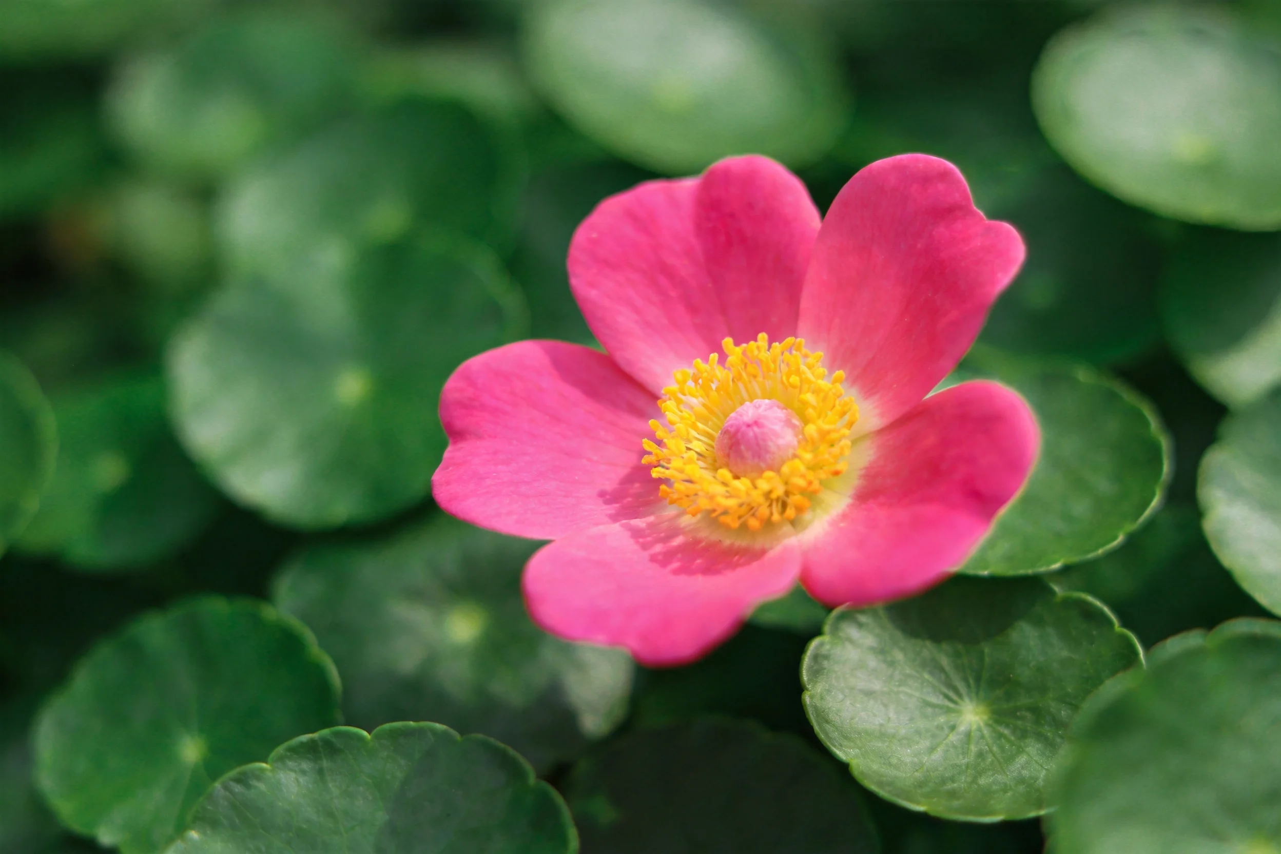 粉色小花绽放,黄色花蕊清晰,周围是圆润的绿色叶片。