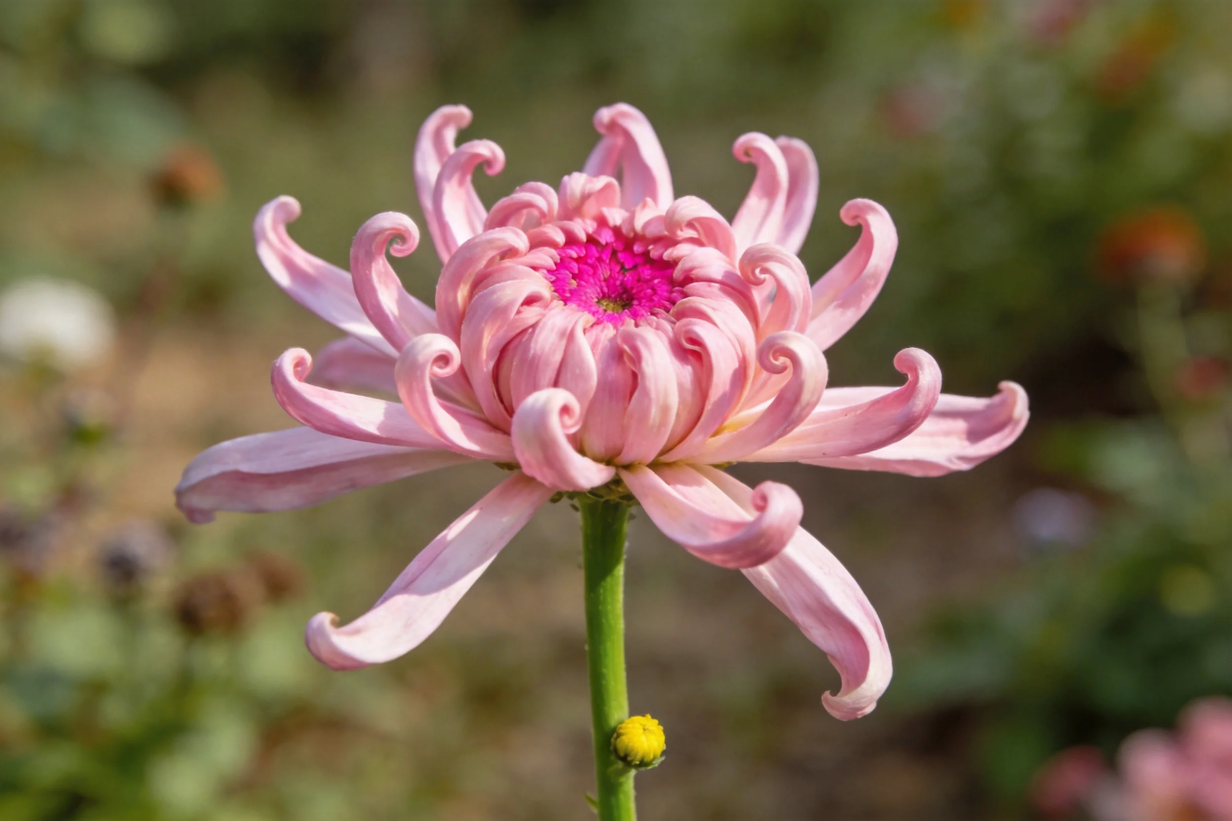 花园中的一朵卷瓣菊花,淡粉色卷曲花瓣围绕玫红色花心,花瓣质地柔软有光泽。