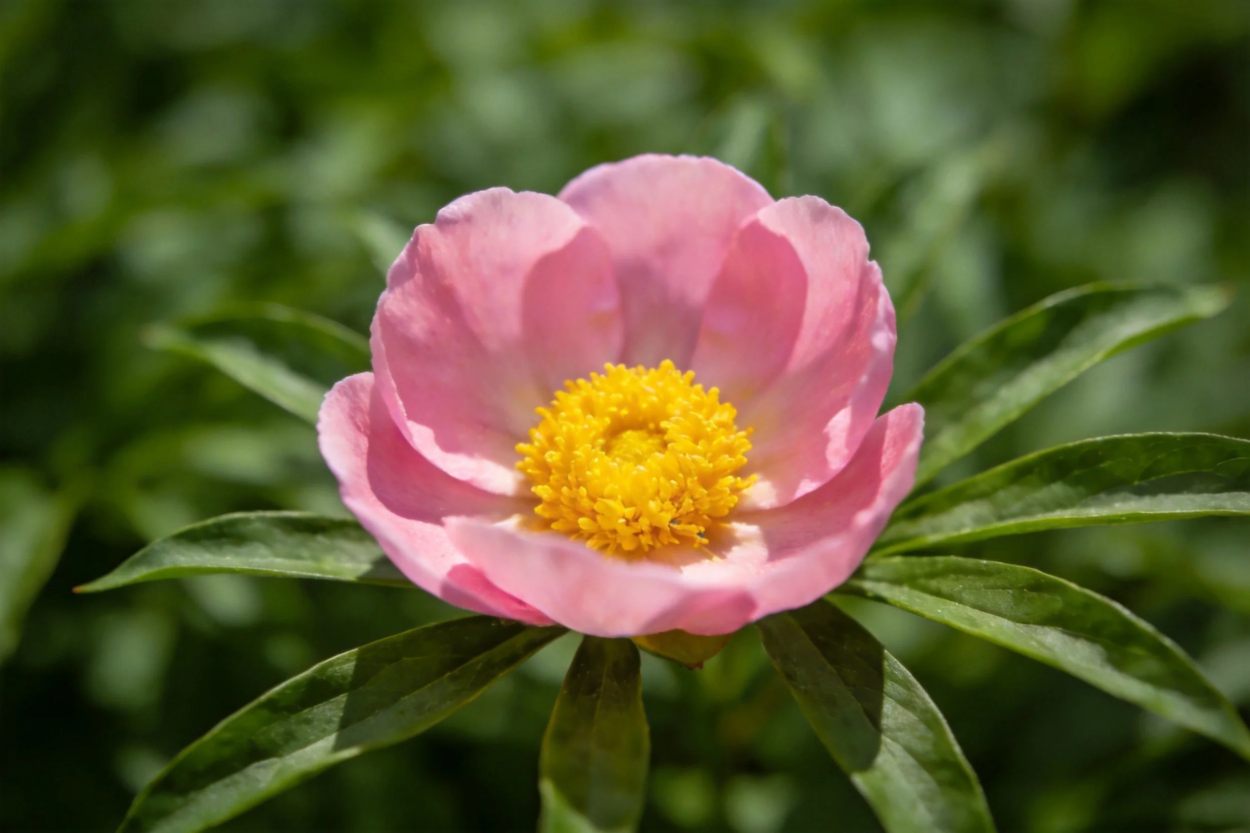 牡丹展现出淡粉色花瓣与明黄色花蕊的组合，花瓣表面有细腻纹理，中心雄蕊清晰可见。