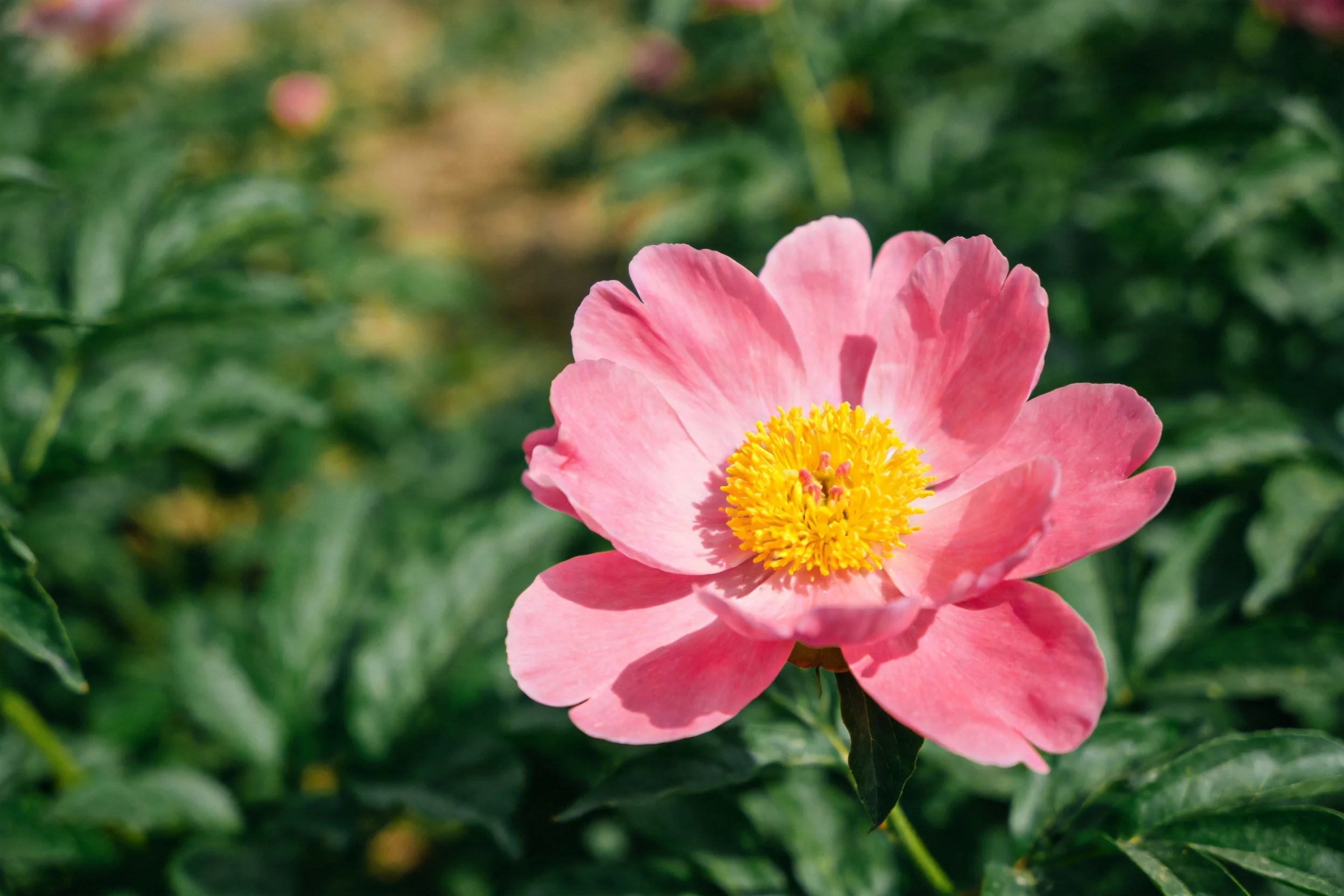 粉色牡丹的花瓣呈现柔和粉红色,中心黄色雄蕊清晰,花瓣边缘微微卷曲。