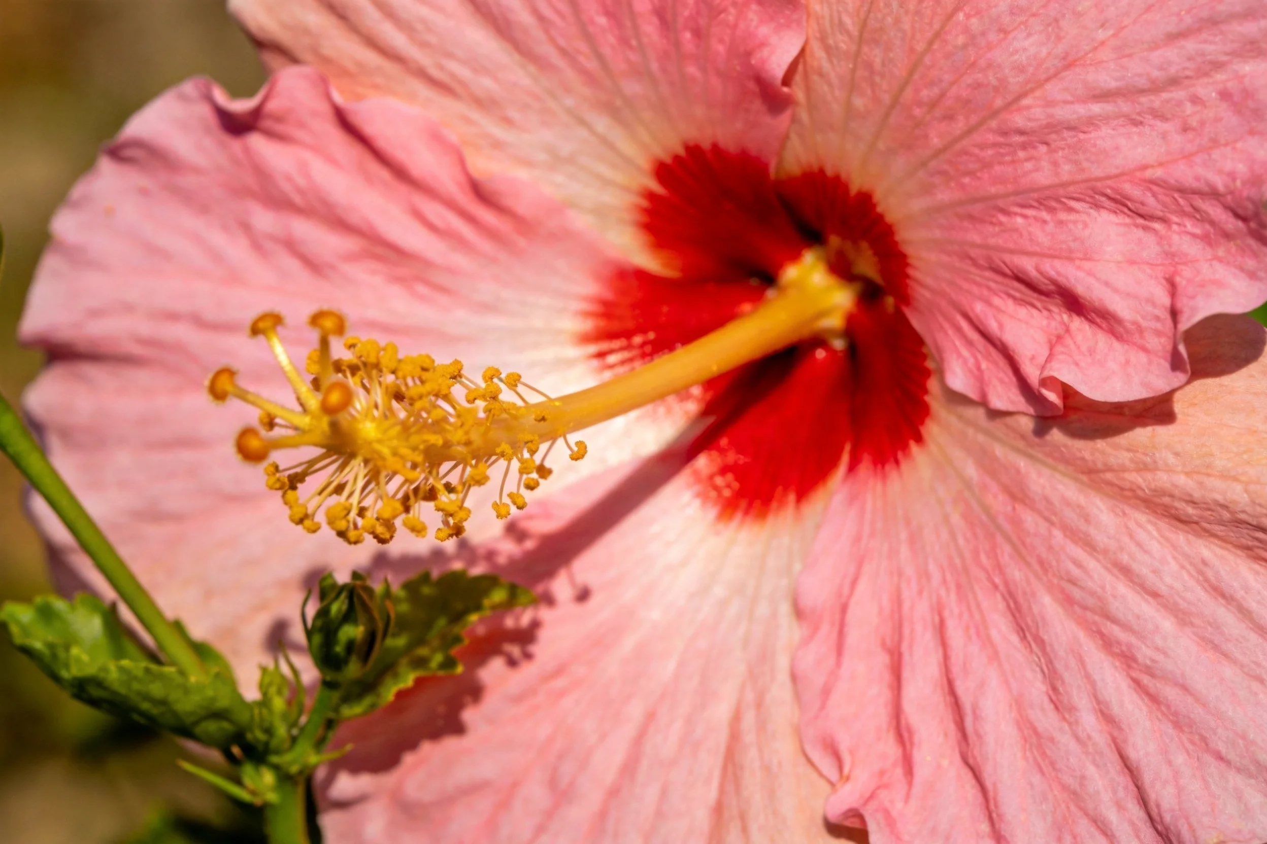 木槿花特写显示黄色雄蕊与淡粉色花瓣,花瓣边缘微微卷曲。