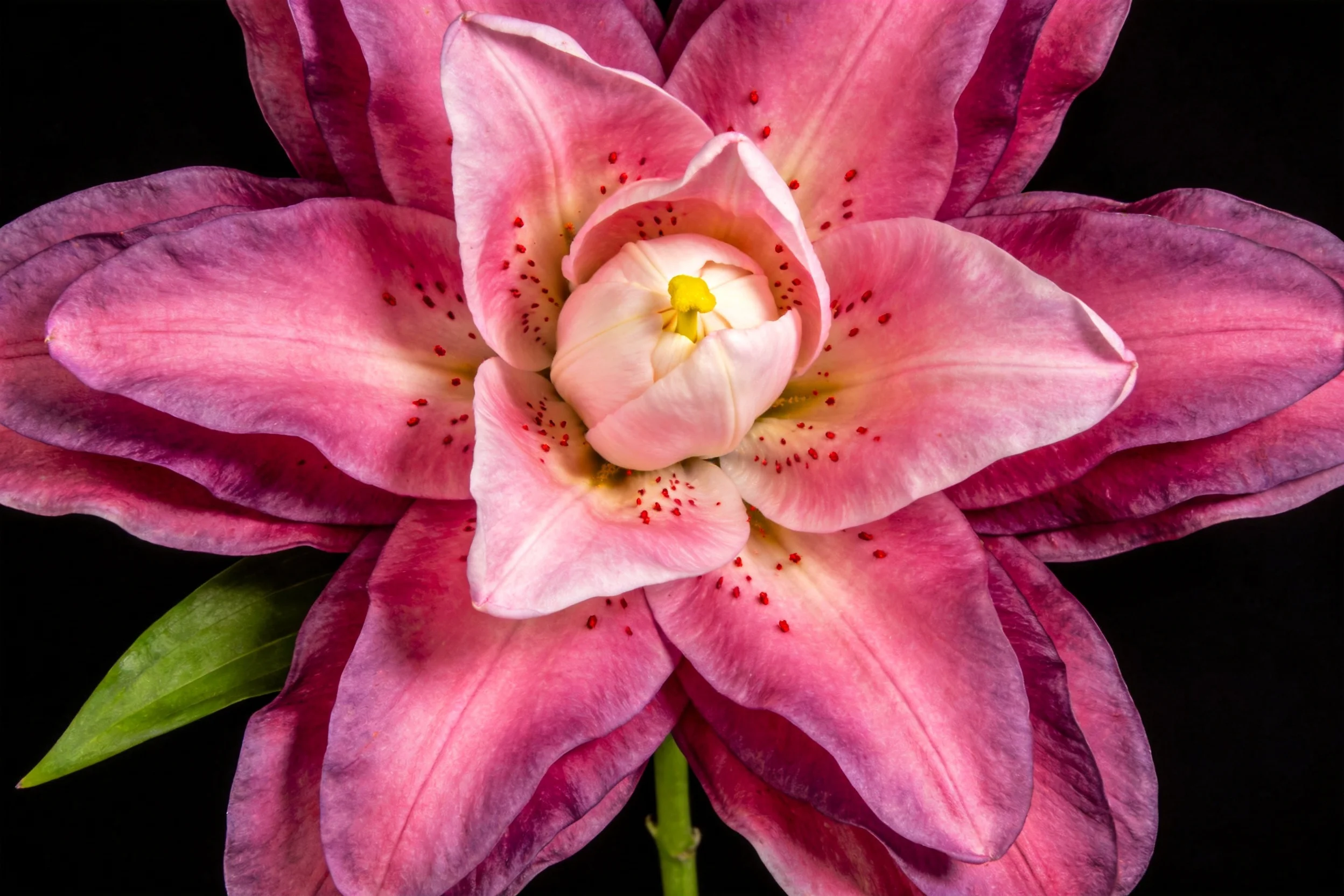 洋百合的粉色花瓣带有深色斑点,花瓣表面有细微绒毛质感。