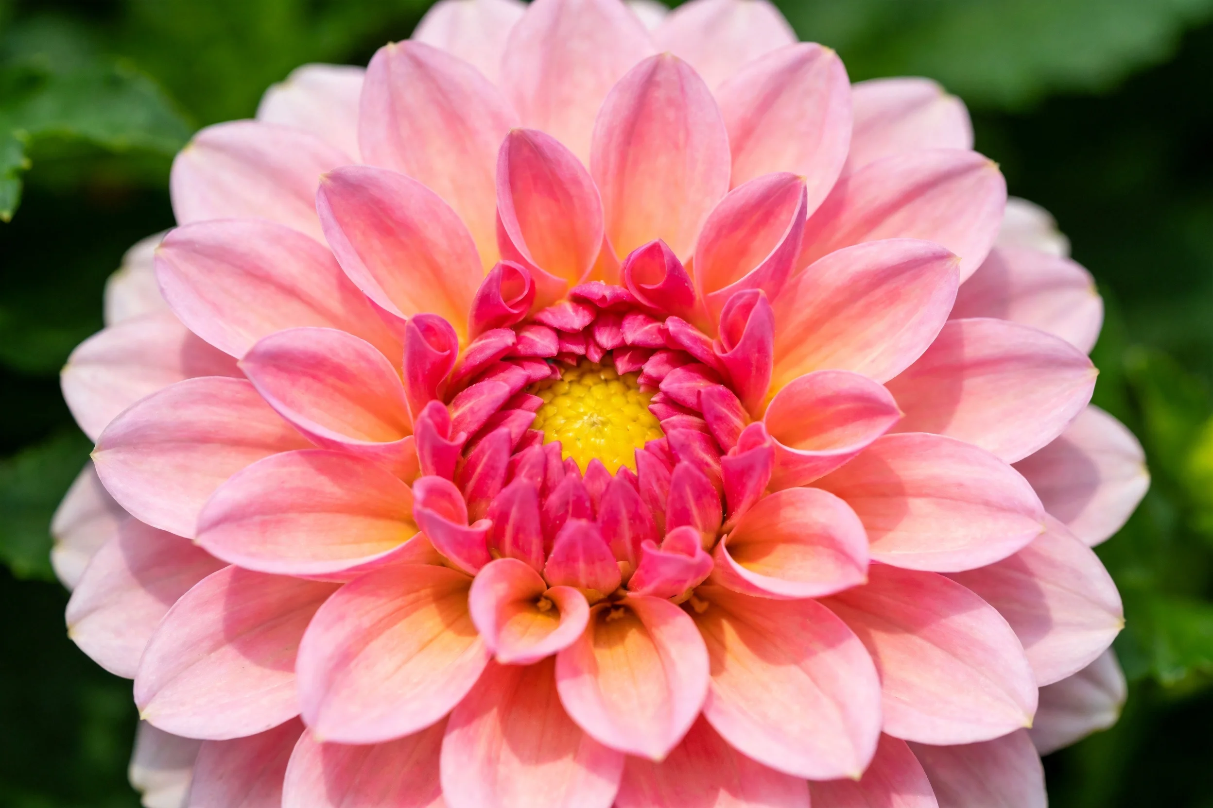 粉色大丽花的花瓣呈现出渐变色彩,中心黄色花蕊清晰可见,花瓣边缘光滑有蜡质质感。