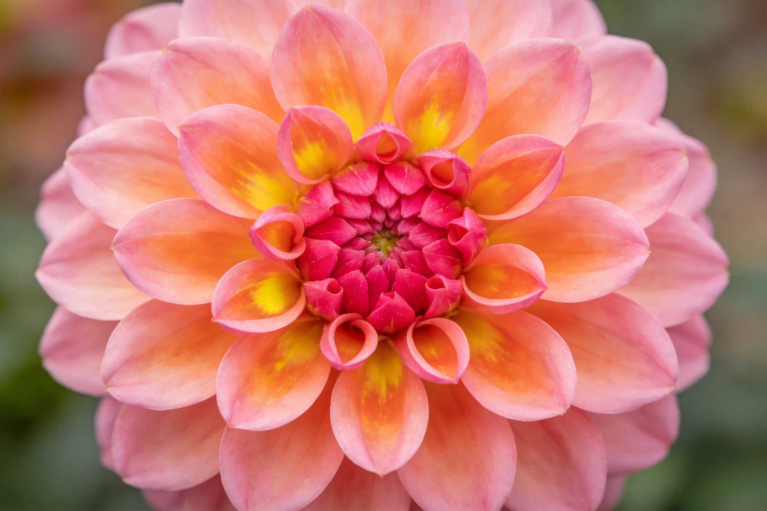 大丽花的花瓣呈现粉橙色渐变效果,中心为红色花蕊,花瓣边缘微微卷曲。