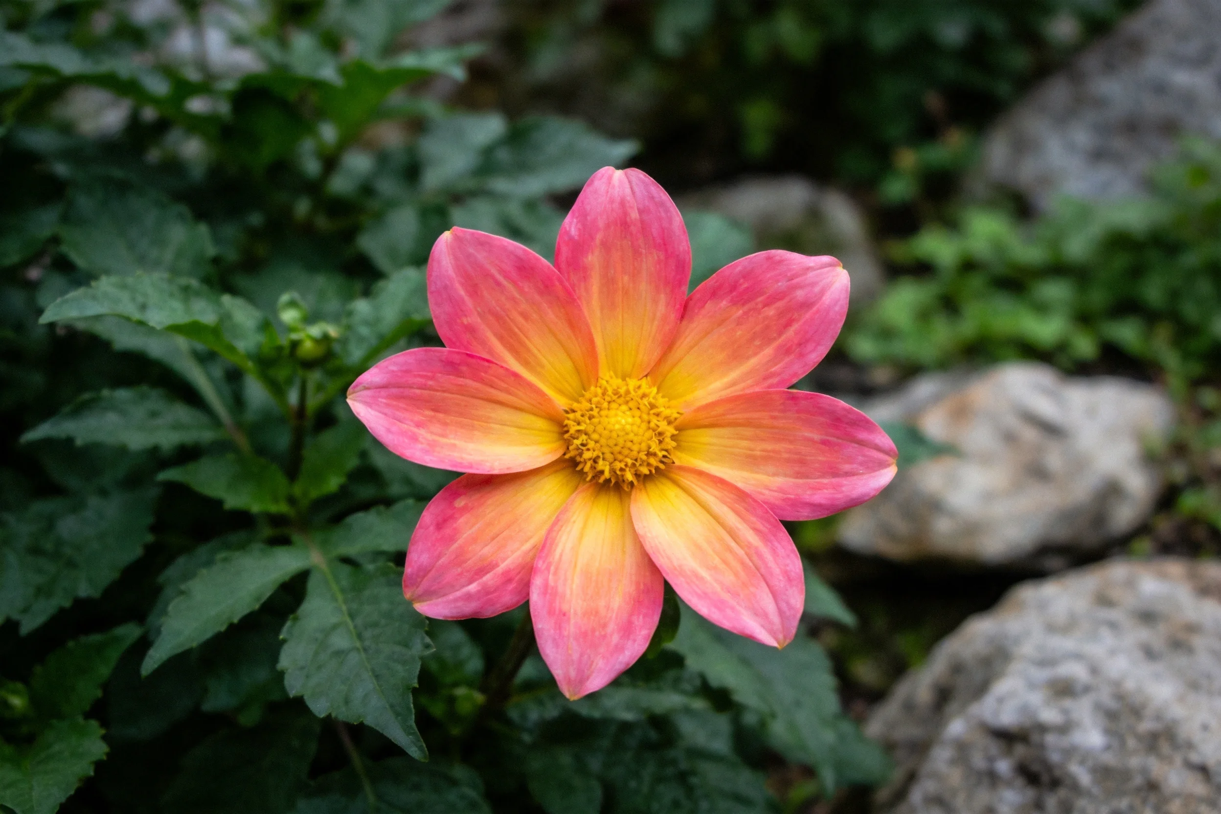 大丽花花瓣呈现粉橙渐变色彩，中心黄色花蕊清晰可见，生长于花园环境中。