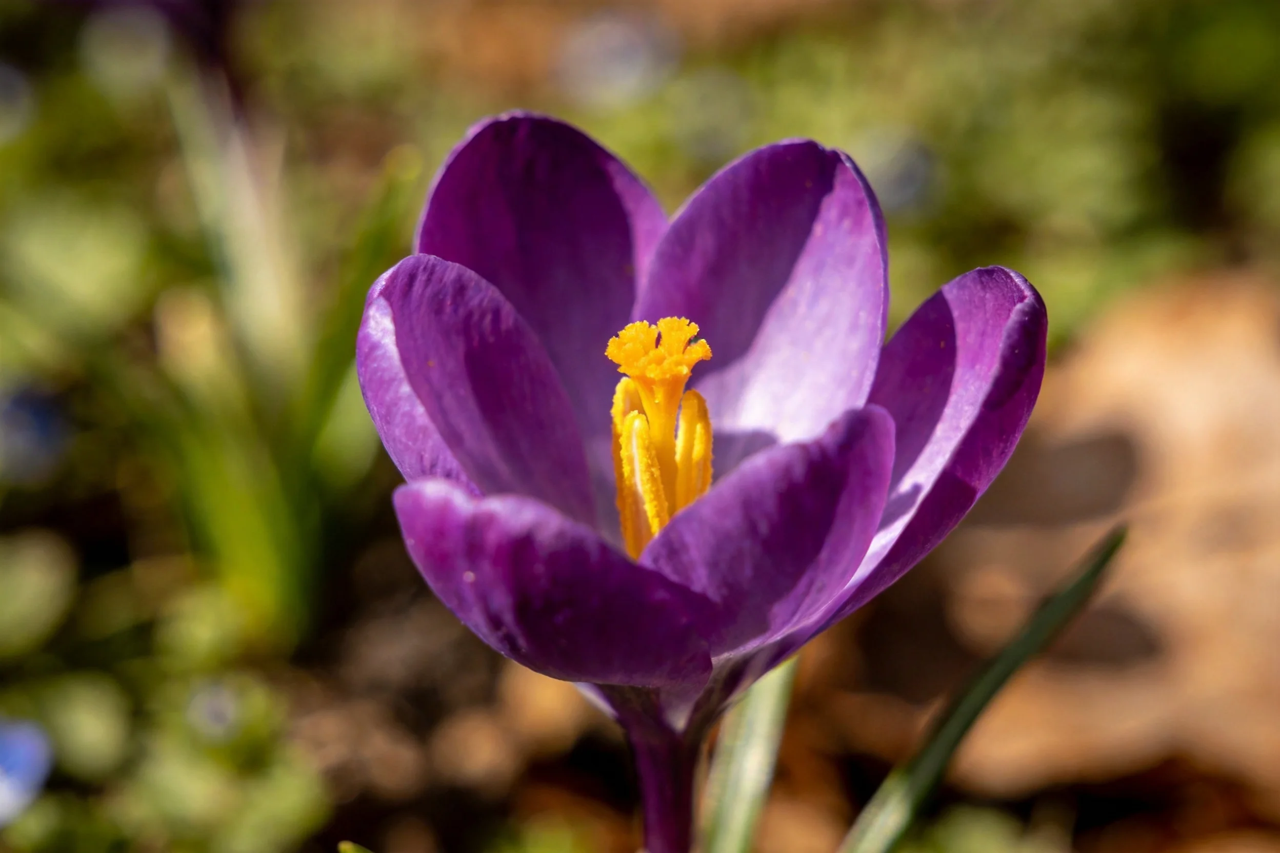 番红花绽放着紫色的花瓣,黄色的雄蕊清晰可见,花瓣表面光滑有光泽。
