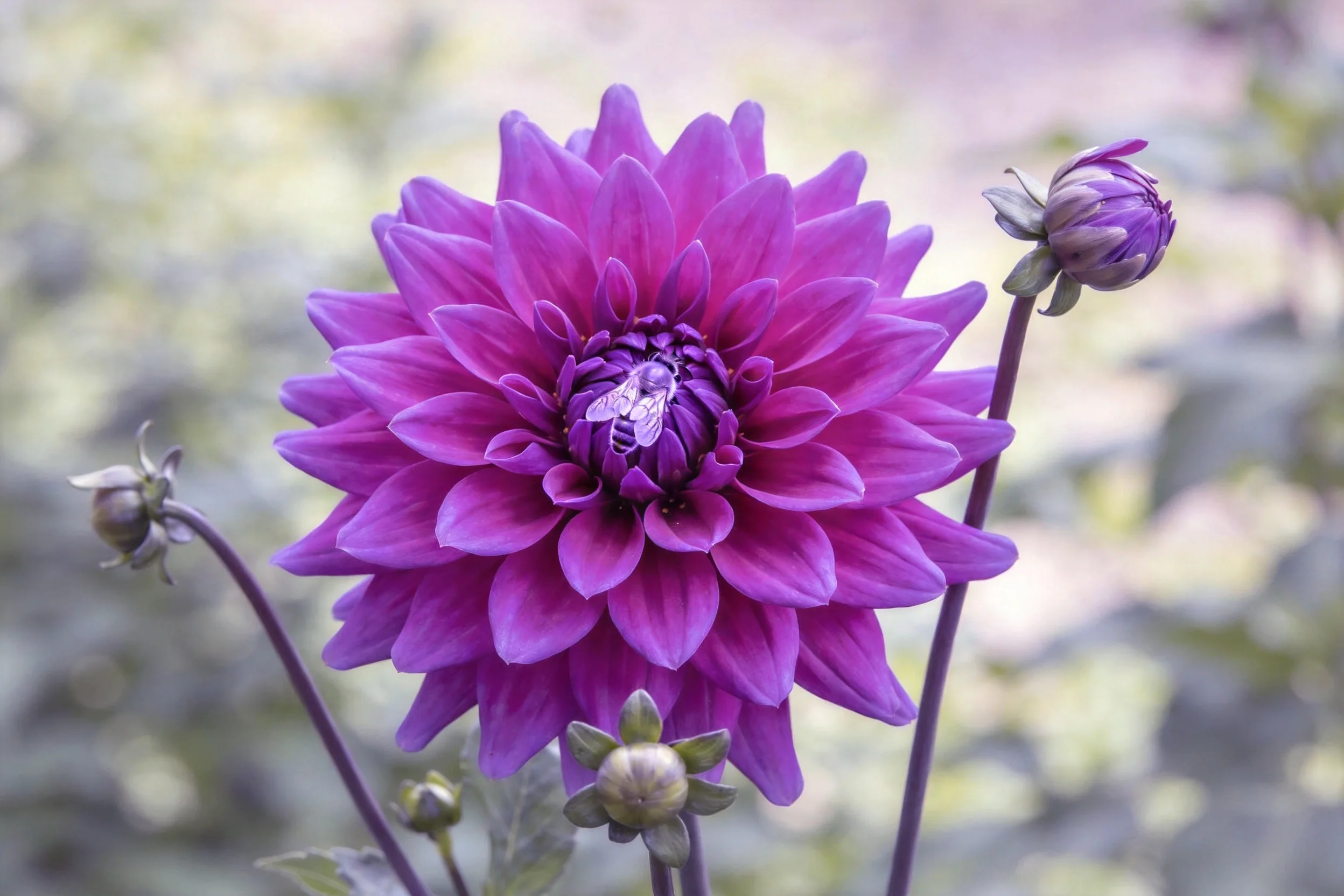 紫色大丽花花瓣层次分明，中心有蜜蜂停留，花瓣表面纹理清晰可见。