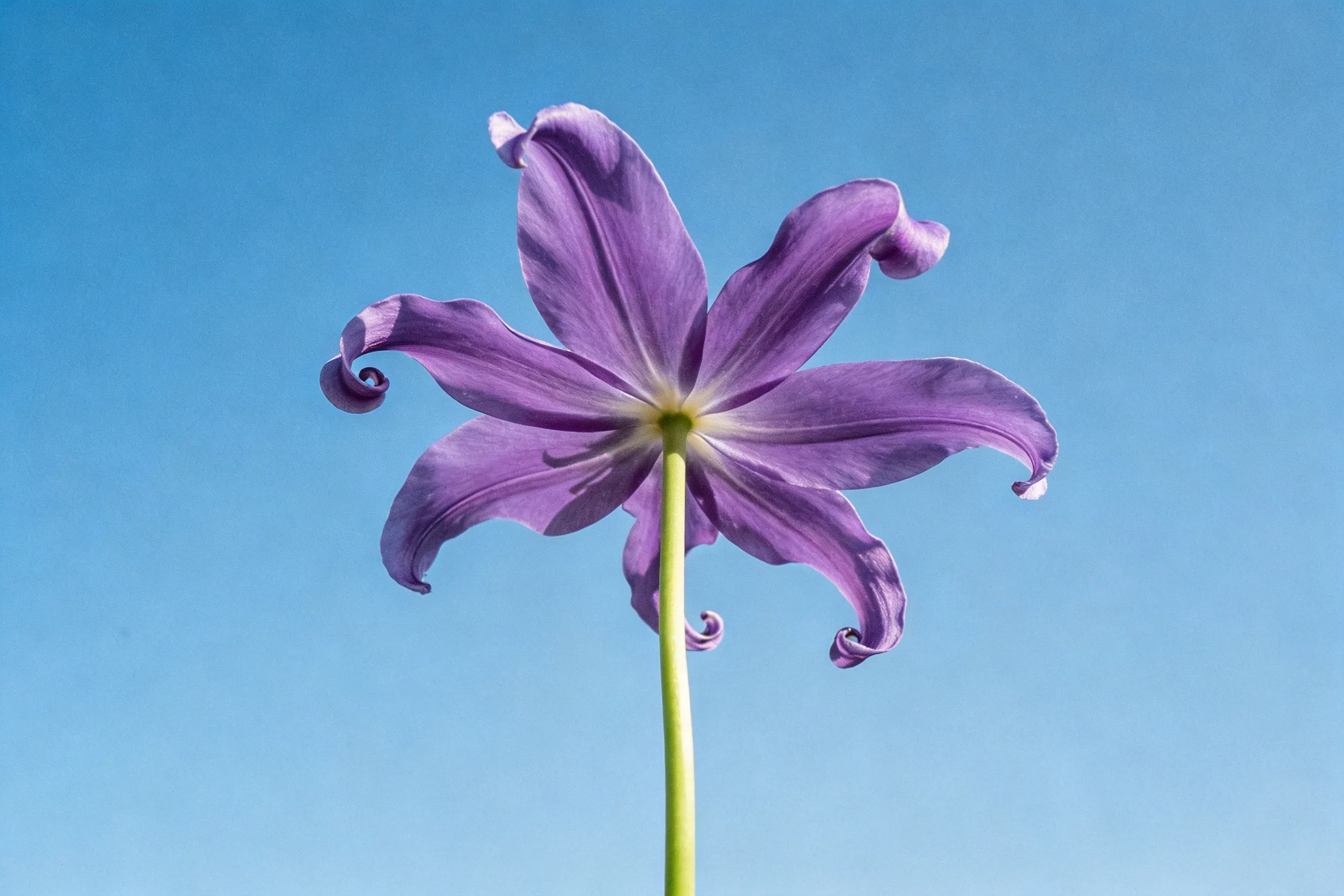 紫星百合在蓝天背景下,花瓣呈淡紫色且边缘卷曲,花茎纤细修长。