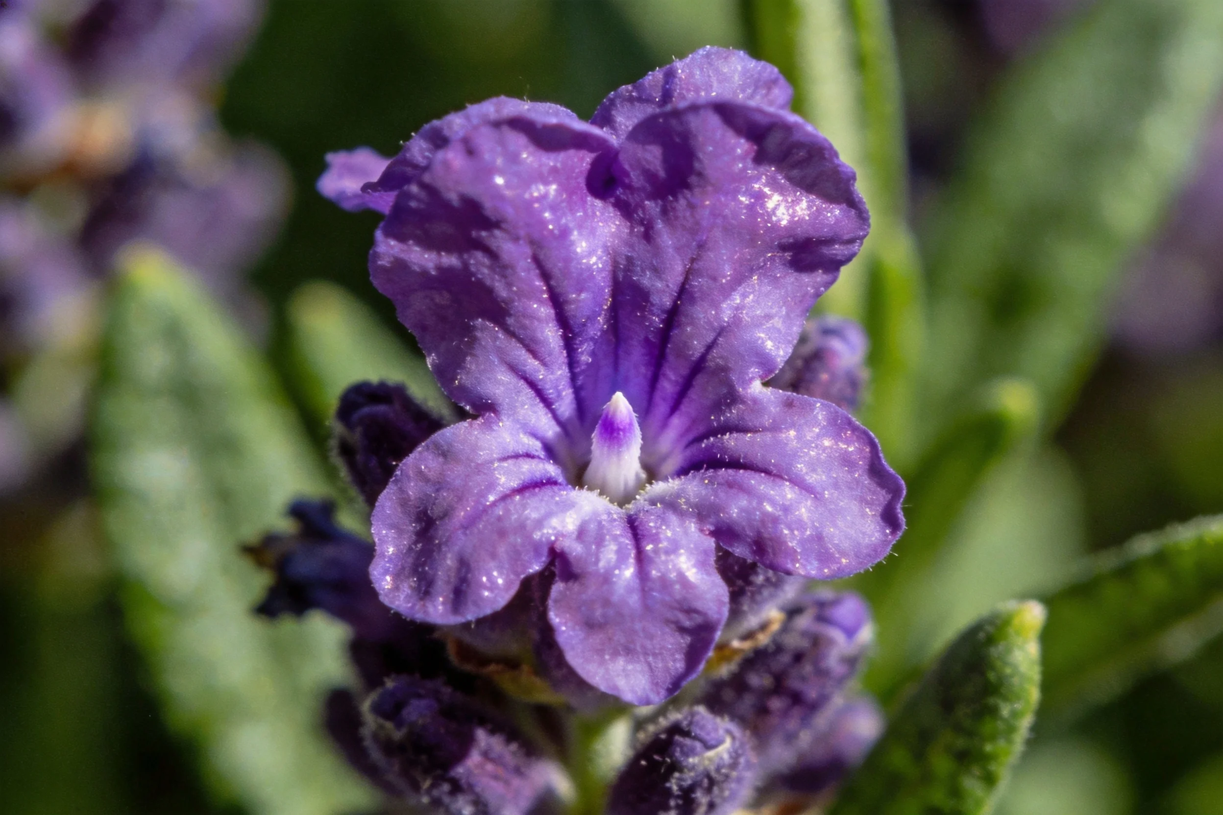 狭叶薰衣草的花朵呈现出紫色花瓣,花瓣上有细微绒毛,中心是淡紫色花蕊。