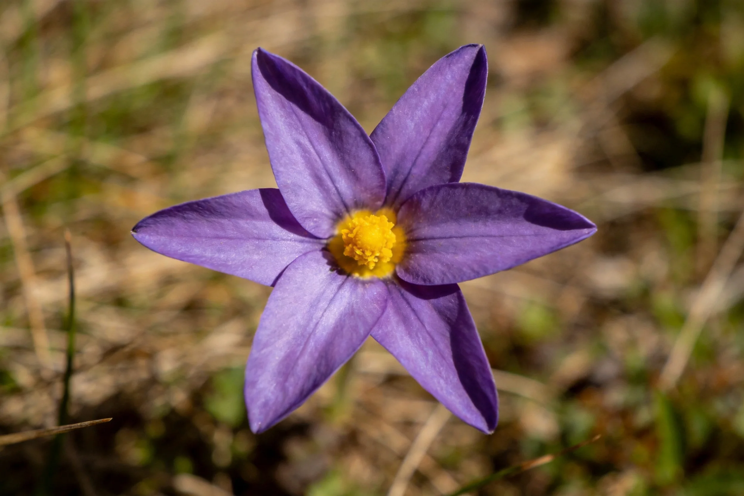 紫花顶冰花有六片星形紫色花瓣,中心是明亮的黄色花蕊。