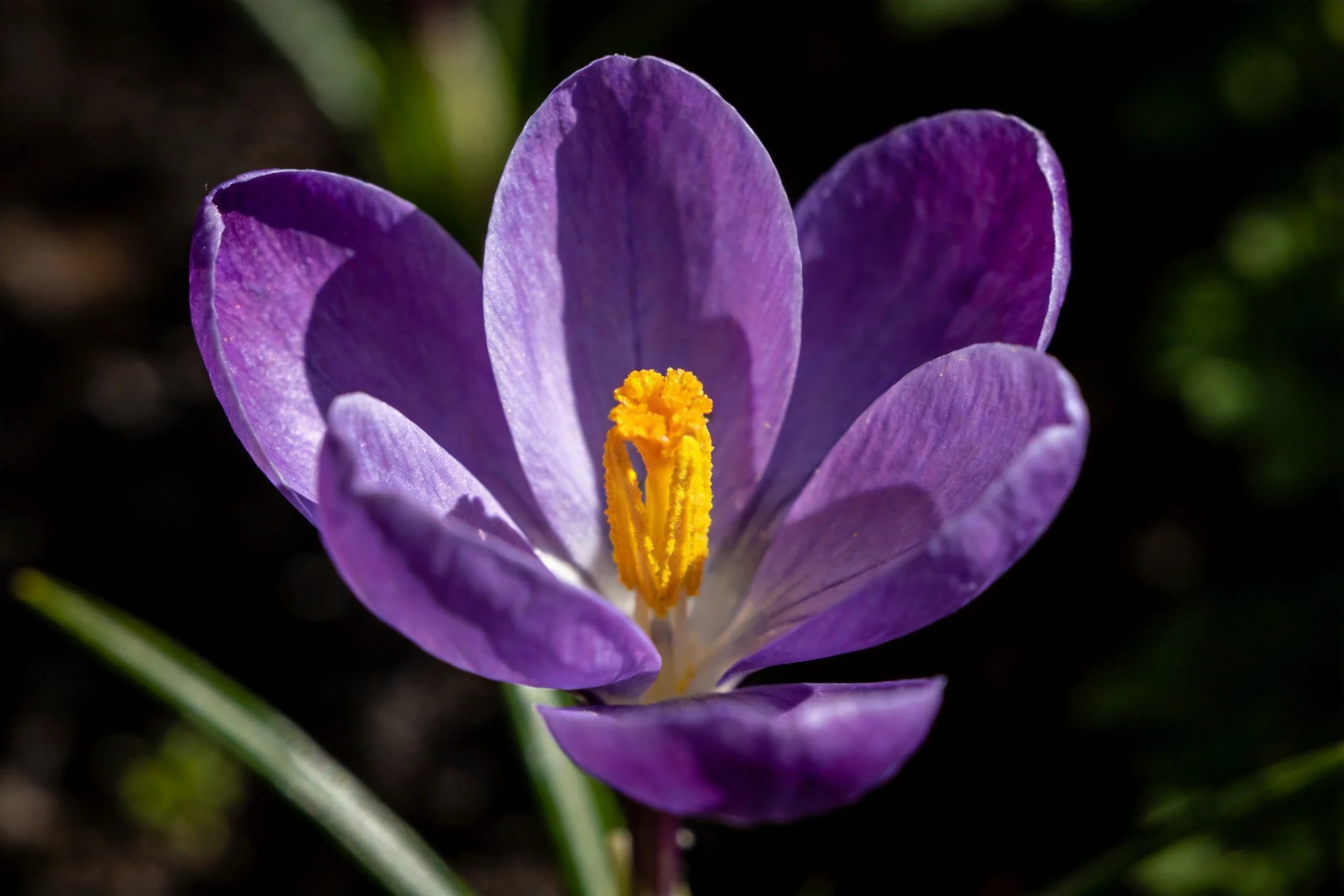 番红花的花朵呈现出淡紫色花瓣，中心是明亮的黄色花蕊，花瓣边缘微微卷曲。