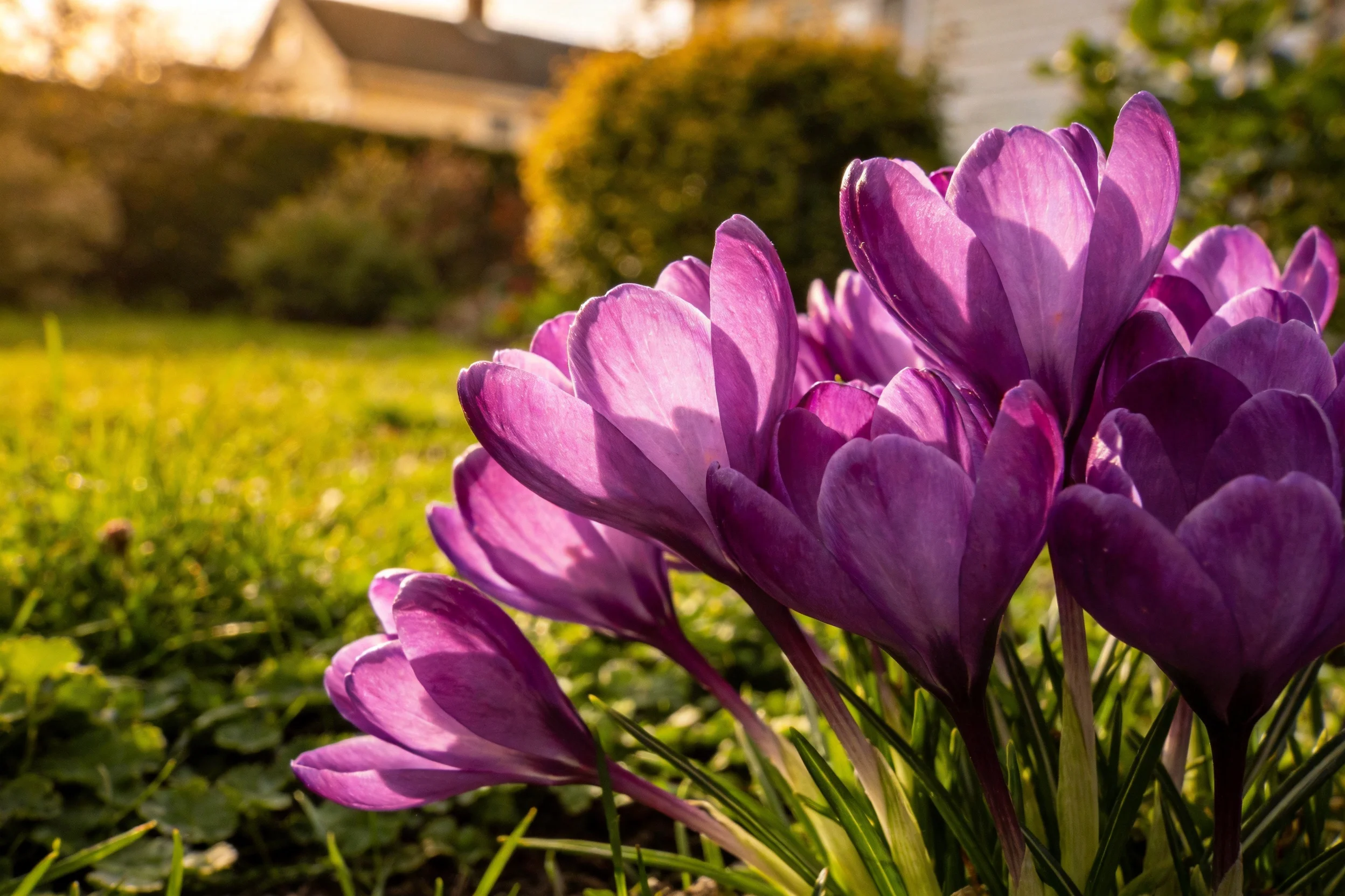 紫色番红花在柔和的光下绽放,花瓣呈现出从浅紫到深紫的色彩渐变色彩,花茎细长挺拔。