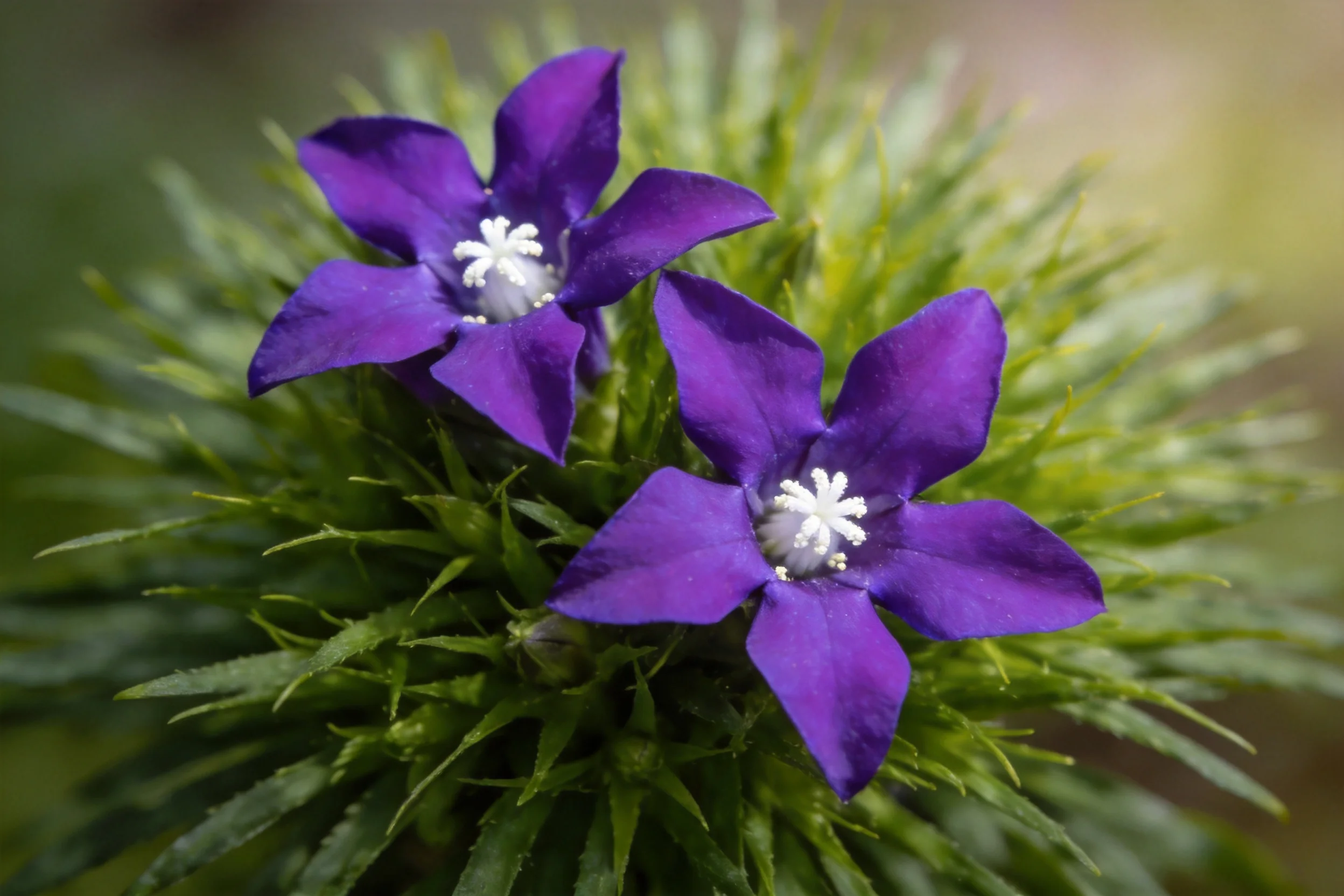 龙胆花呈星形开放,花瓣为紫罗兰色,花蕊白色,生长在球形绿色植物上。