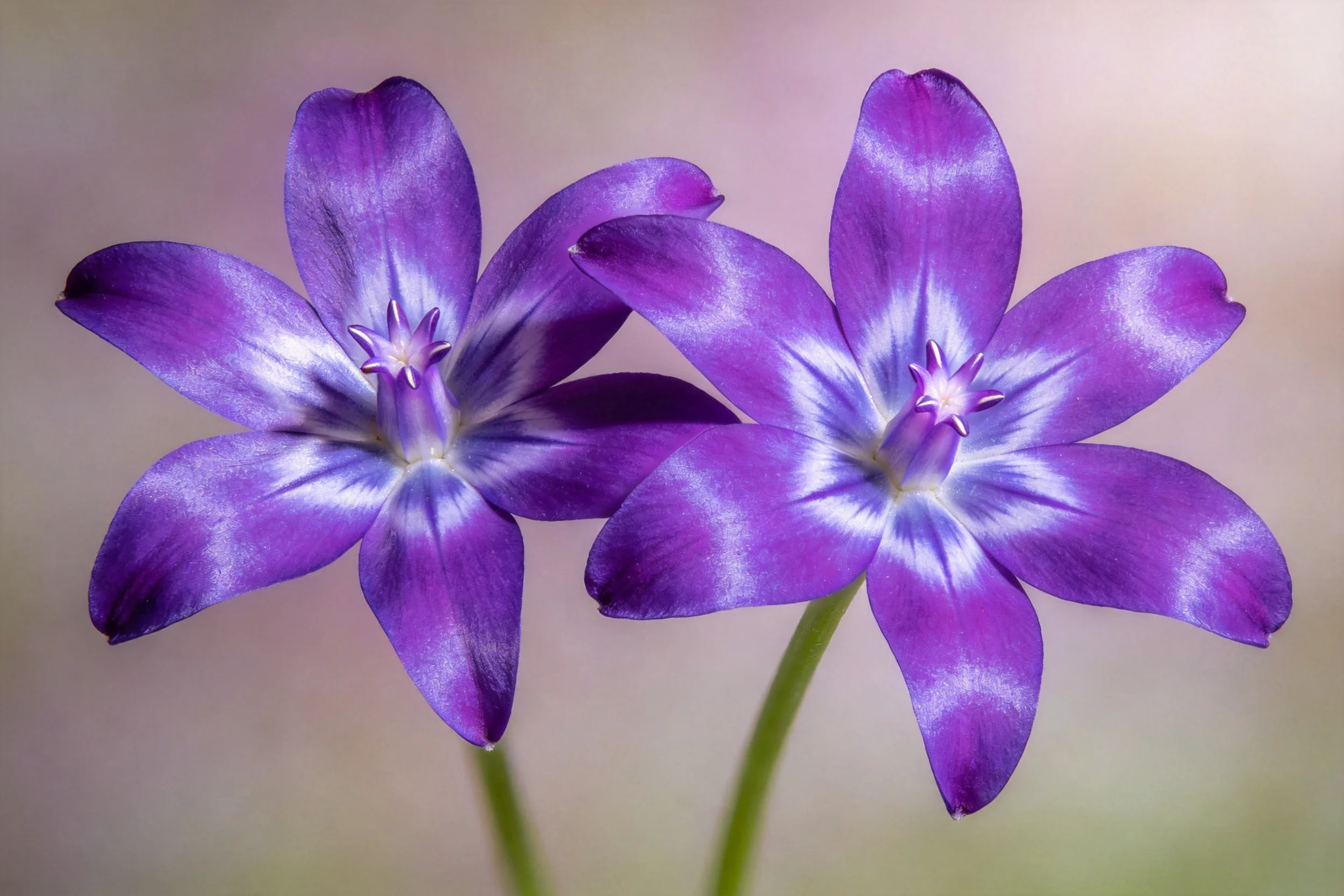 紫星花展现出六瓣星形花瓣,花瓣主色为深紫色带有浅蓝色渐变纹理。