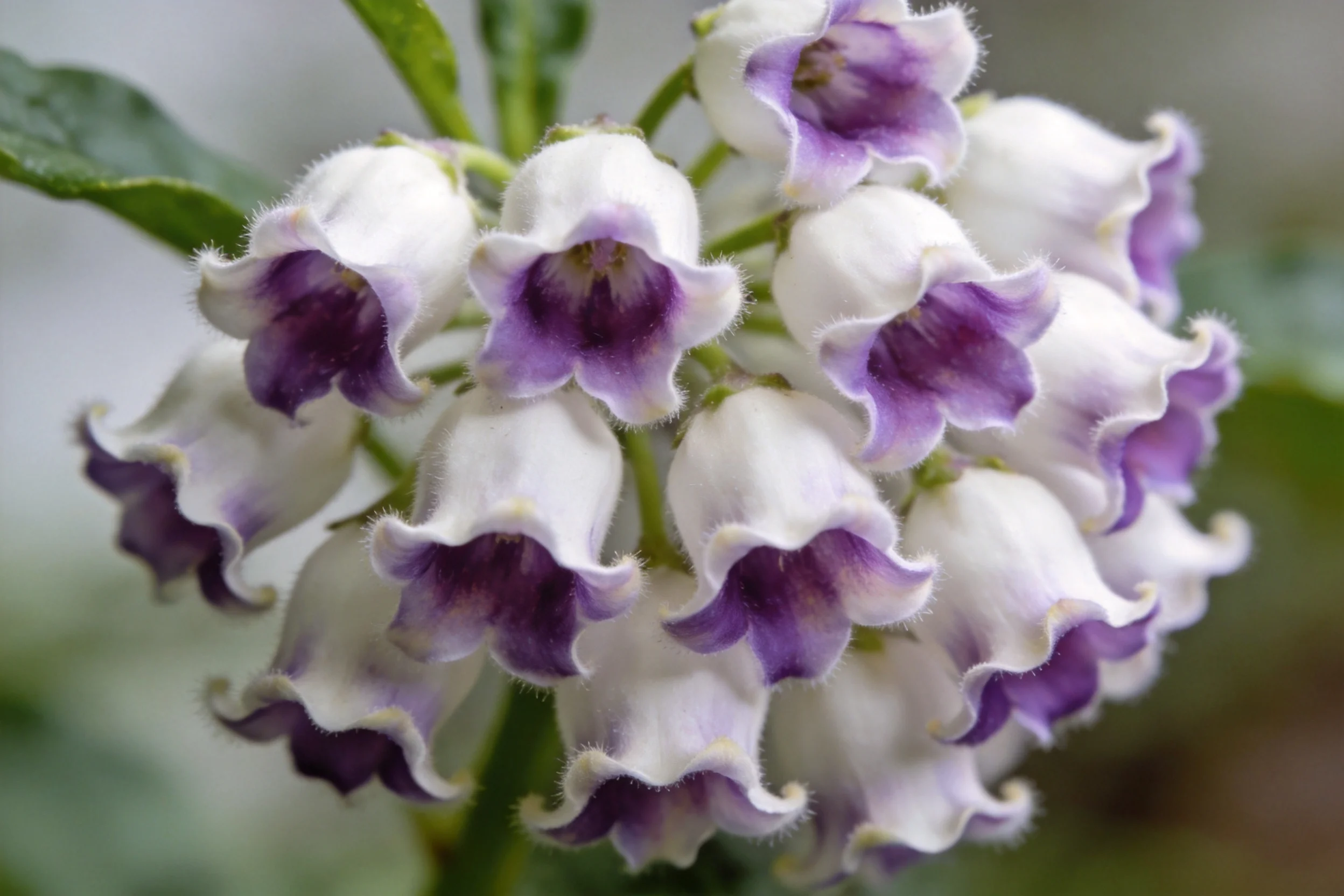 紫白钟花呈典型钟形结构,外白白色花瓣与内部紫色花蕊形成鲜明色彩对比,表面有细腻绒毛质感。
