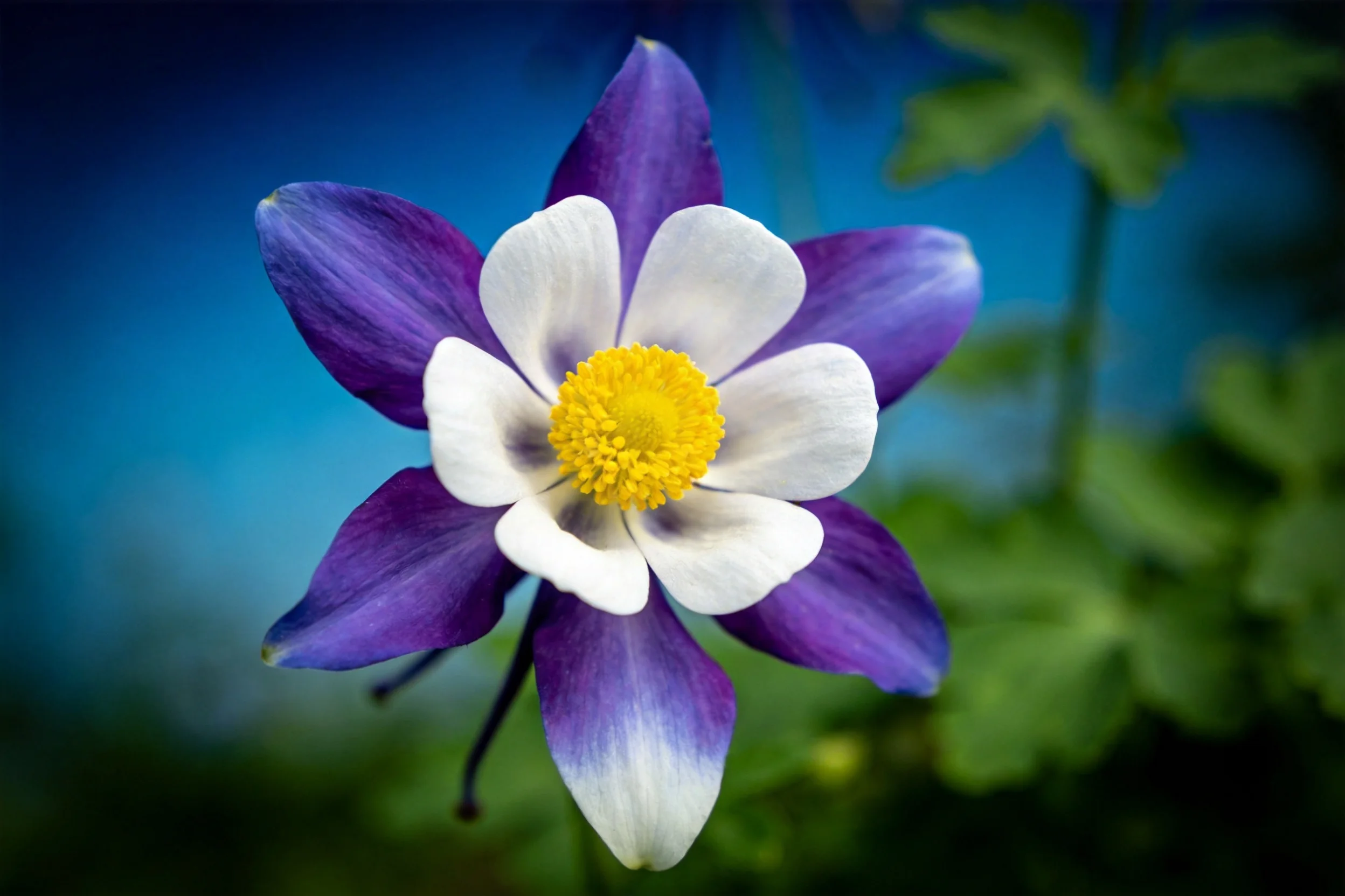 蓝边翠雀花绽放，花瓣呈蓝紫色渐变，黄色花蕊清晰可见，花瓣表面有光泽质感。