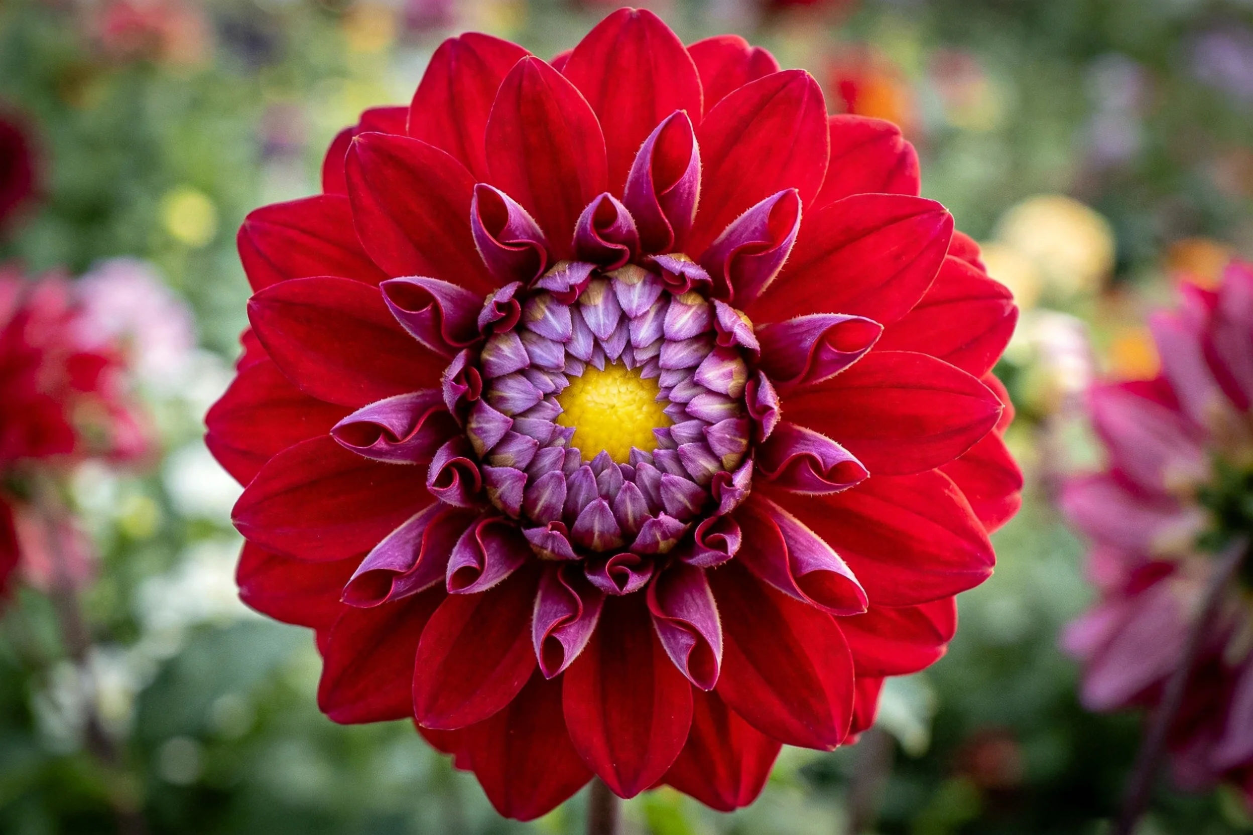 大丽花展现出红色花瓣与紫黄相间的花蕊,花瓣边缘微微卷曲,呈现出精致的形态。