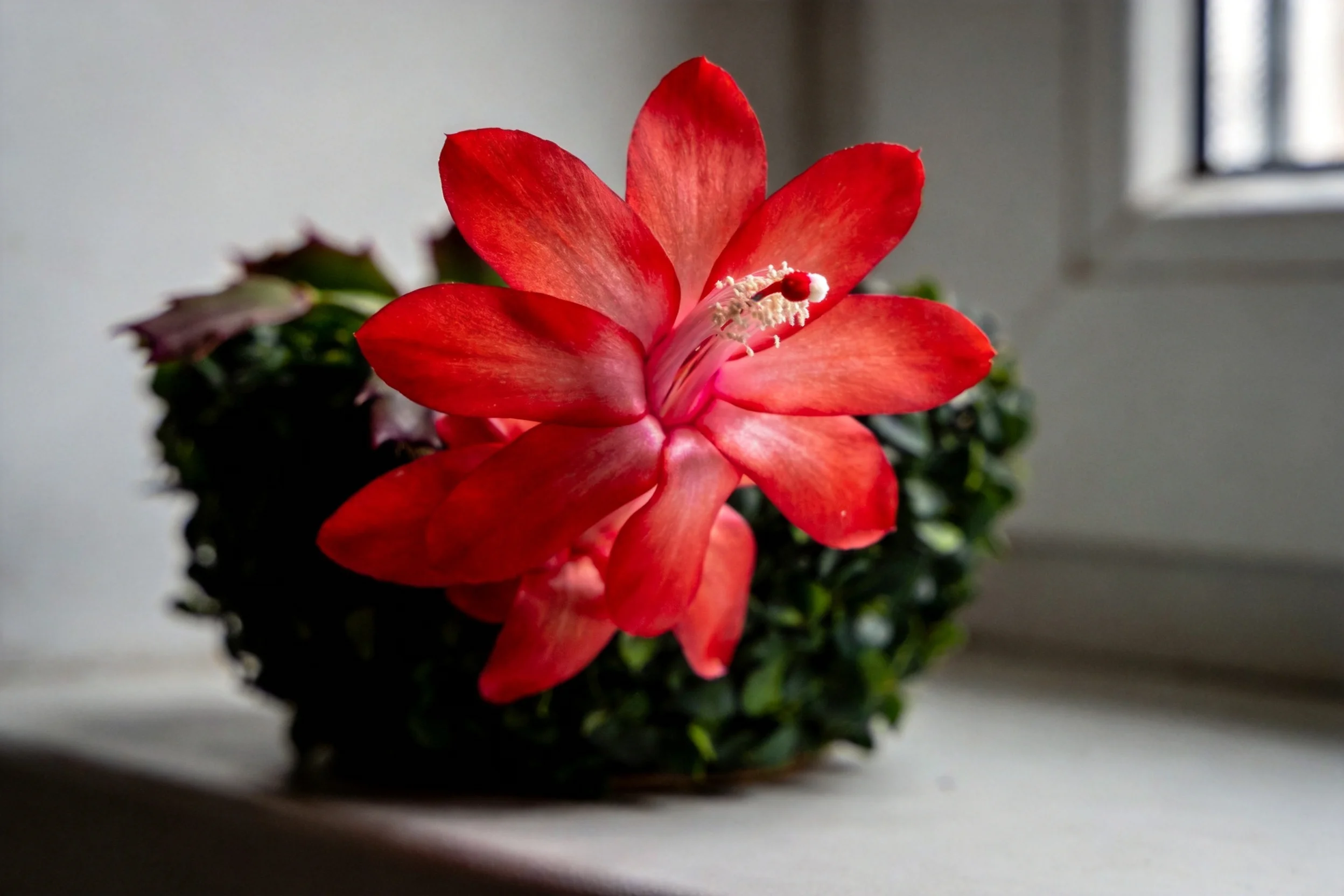 蟹爪兰绽放出鲜艳红色花朵，花瓣舒展，中心可见黄色花蕊结构。