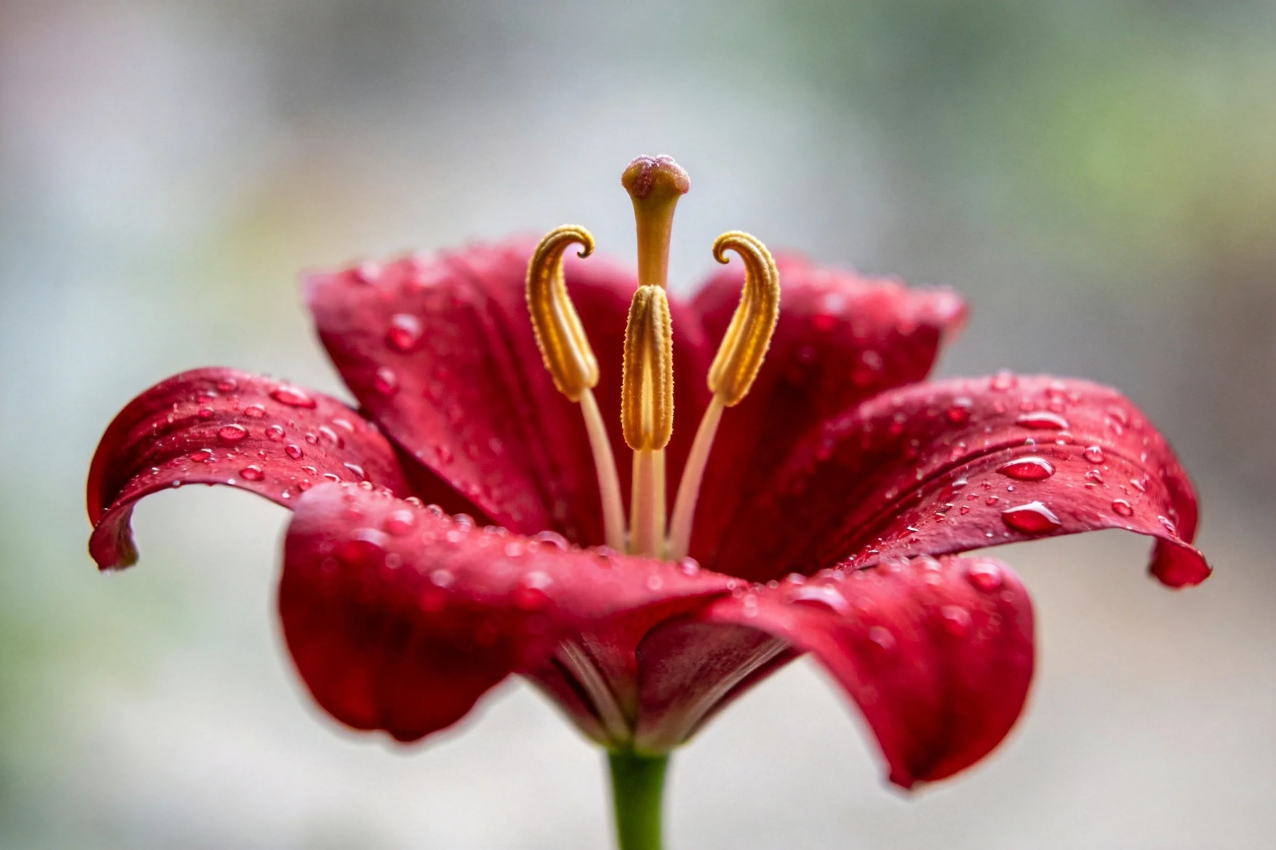 百合的花瓣上布满水珠,黄色的雄蕊在红色花瓣衬托下显得格外醒目。