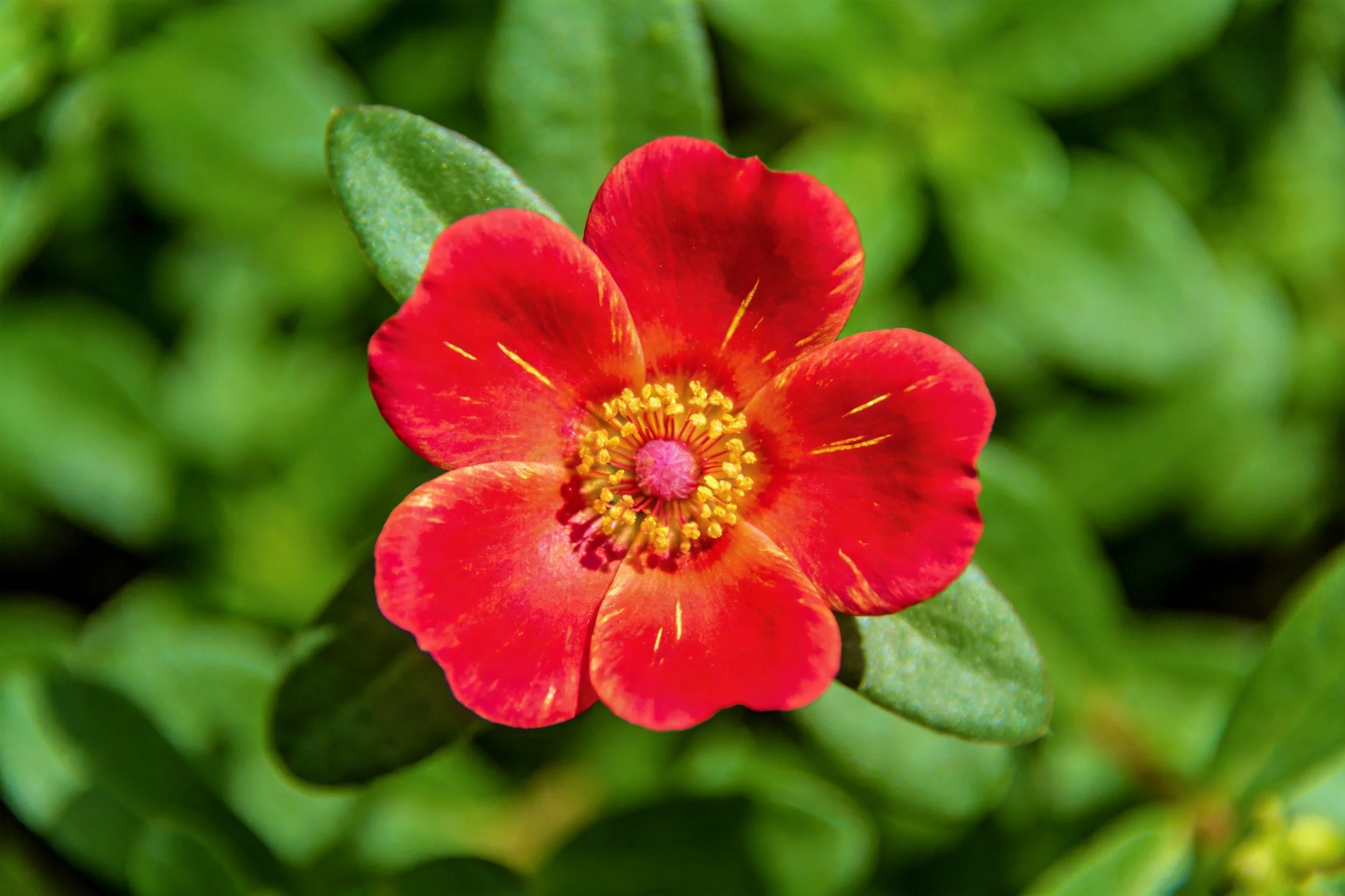 大花马齿苋的花瓣呈鲜红色,花蕊为黄色,叶片为绿色,花瓣边缘有纹理。