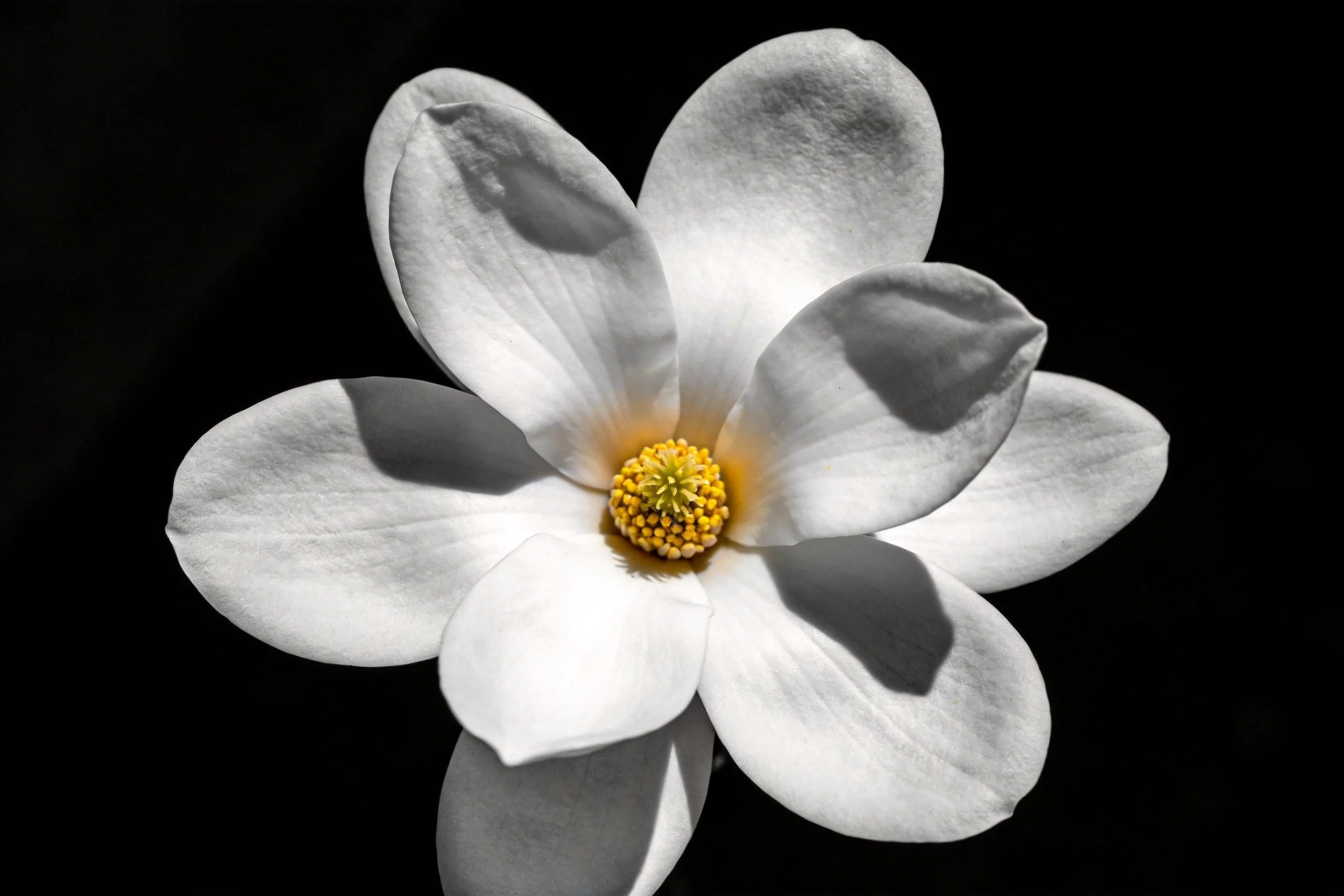 玉兰花特写画面,白色花瓣边缘清晰,黄色花蕊呈球状结构。