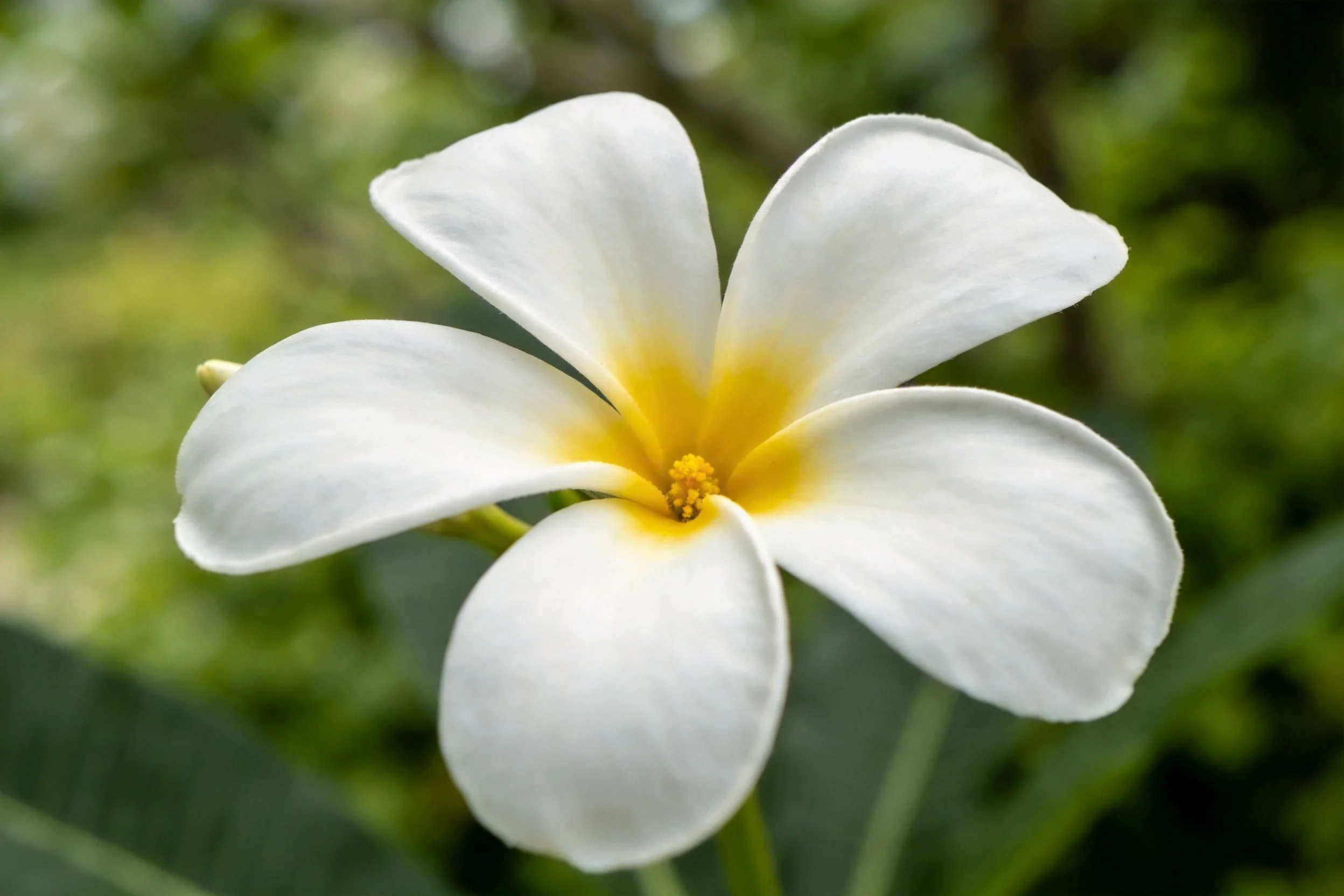 近距离拍摄的白色鸡蛋花,花瓣洁白无瑕,中心黄色花蕊清晰呈现。