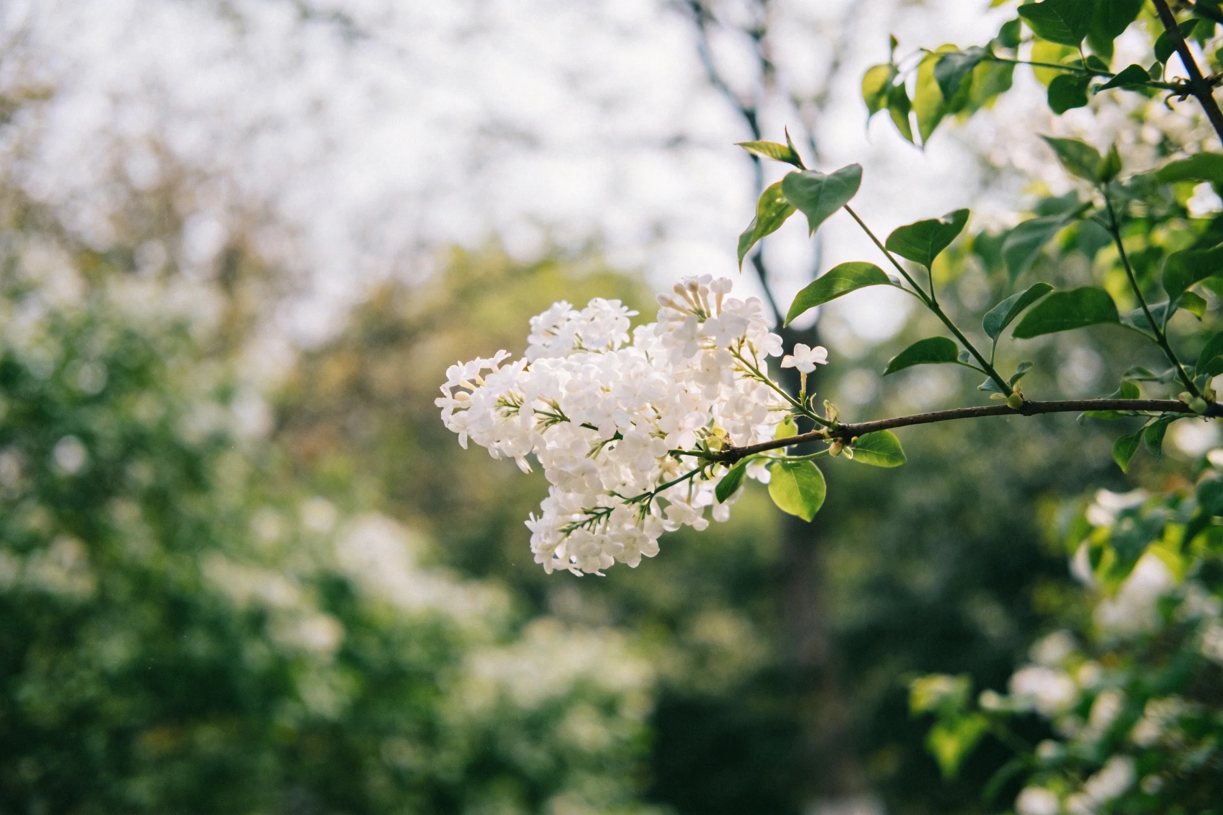 图中展示了一簇盛开的丁香花,花朵洁白,叶片翠绿,花枝伸展,展现出春日里清新的景象。