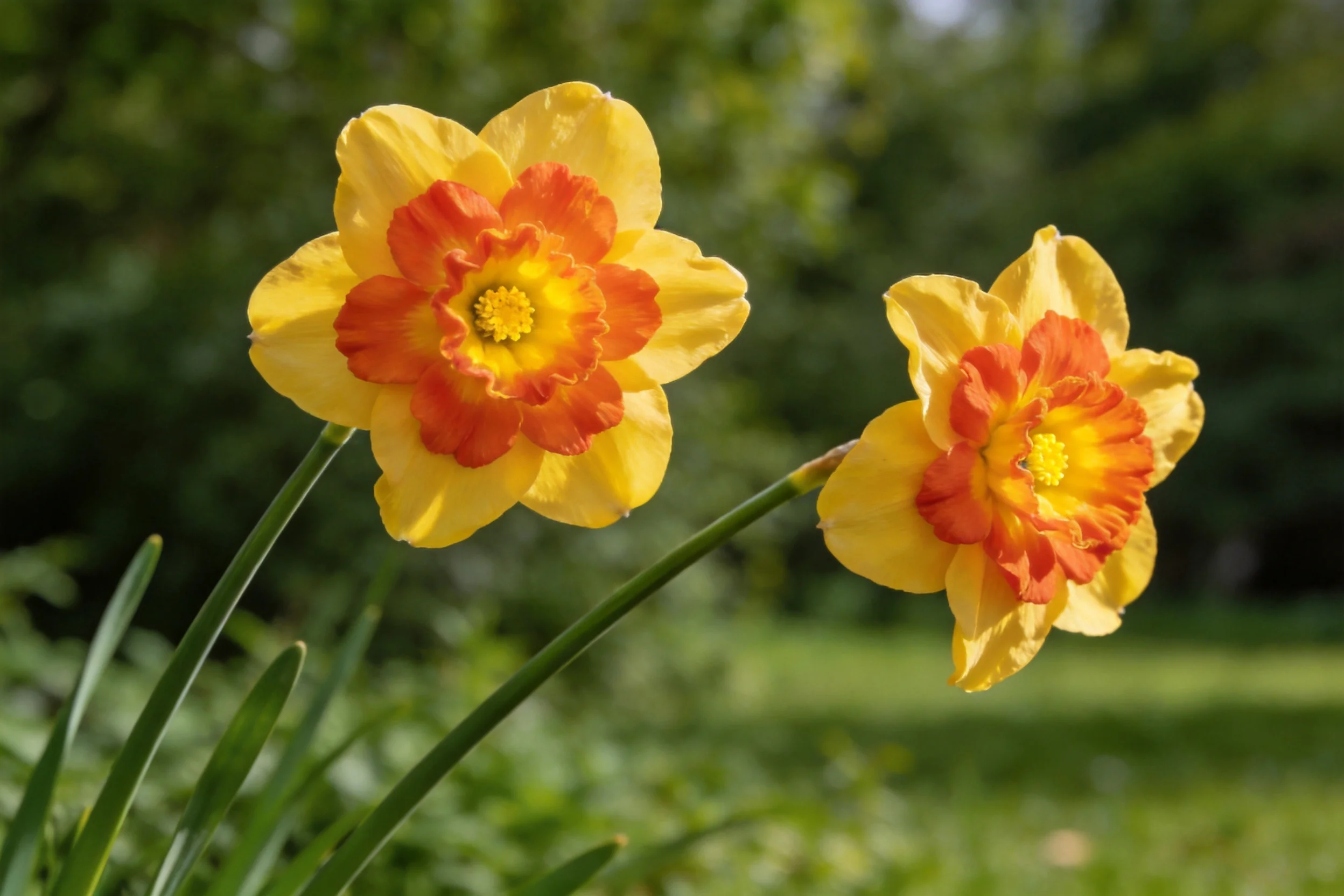 两朵水仙花开绽放,花瓣为亮黄色且花冠呈橙红色,花瓣边缘清晰可见。