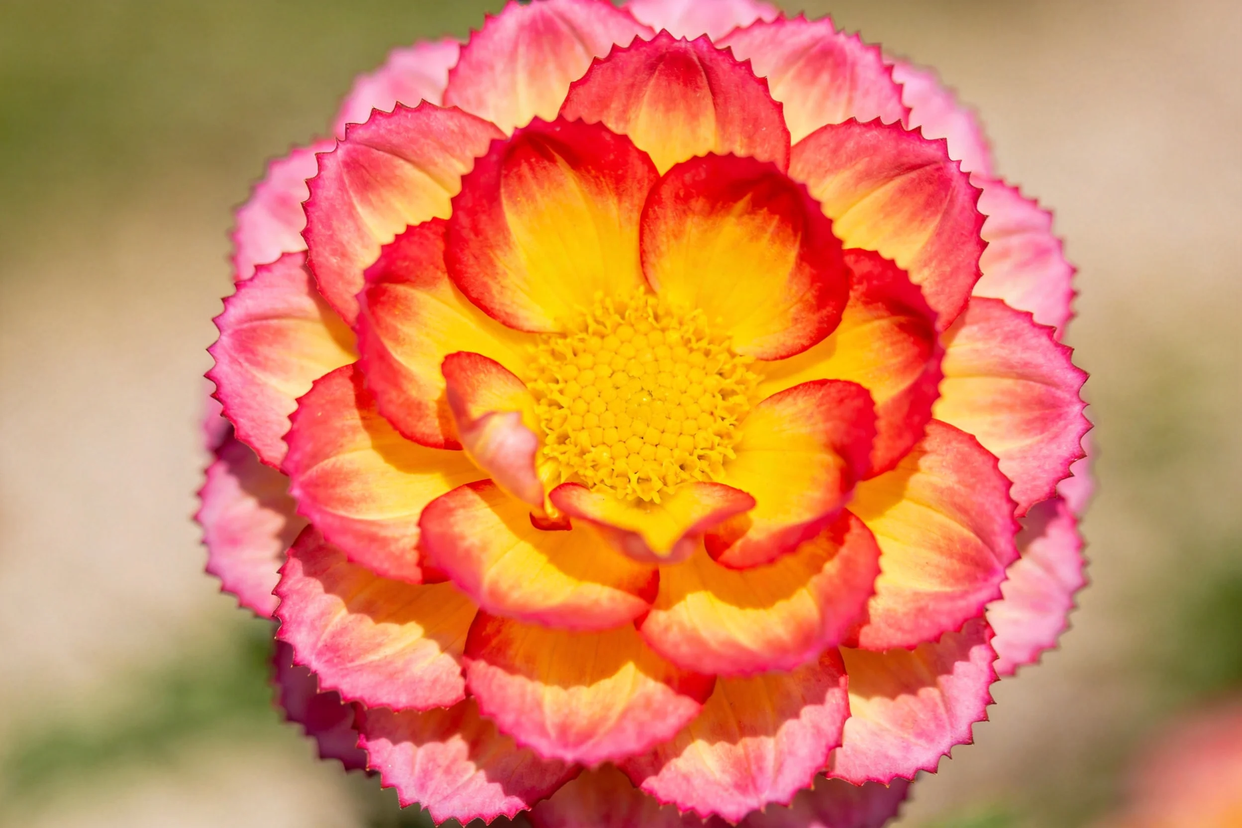 康乃馨展现出层叠的花瓣结构,中心黄色花瓣向外过渡为红粉色,花瓣边缘具有锯齿状特征。