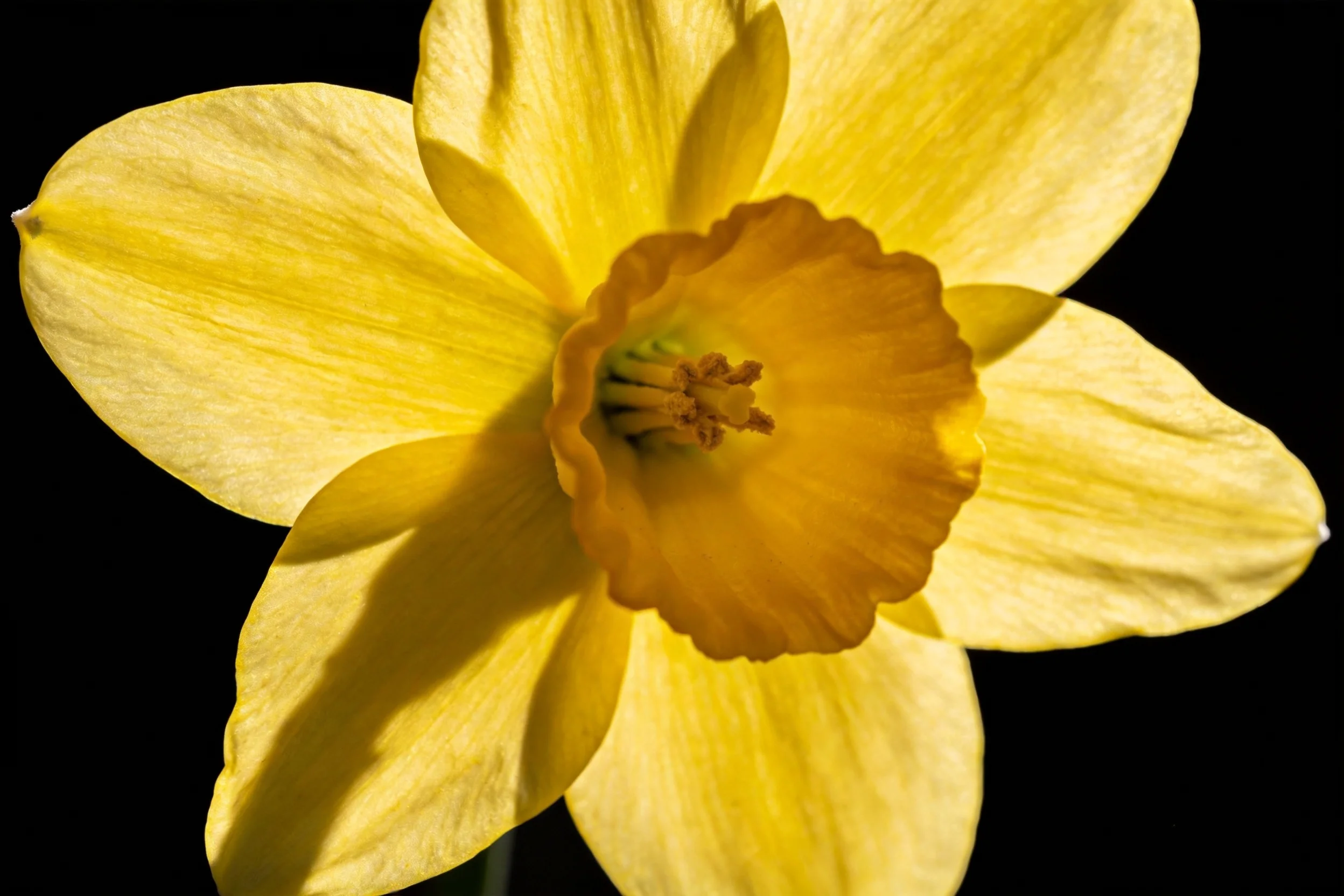 黄水仙花朵特写显示其明亮的黄色花瓣和中心橙黄色的花冠,花瓣纹理清晰可见。