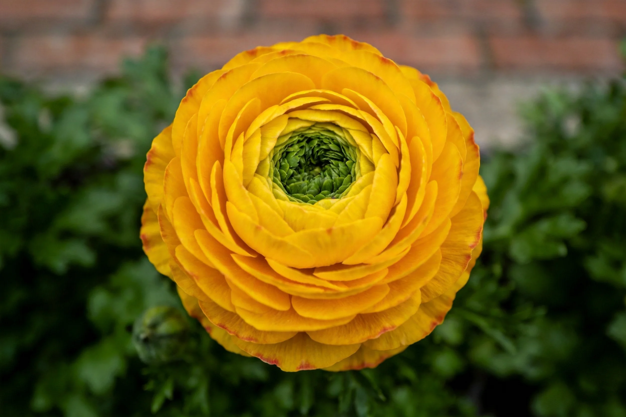 东方金莲花展现出明亮的金黄色花瓣,中心为绿色花蕊,花瓣层次分明且颜色鲜艳。