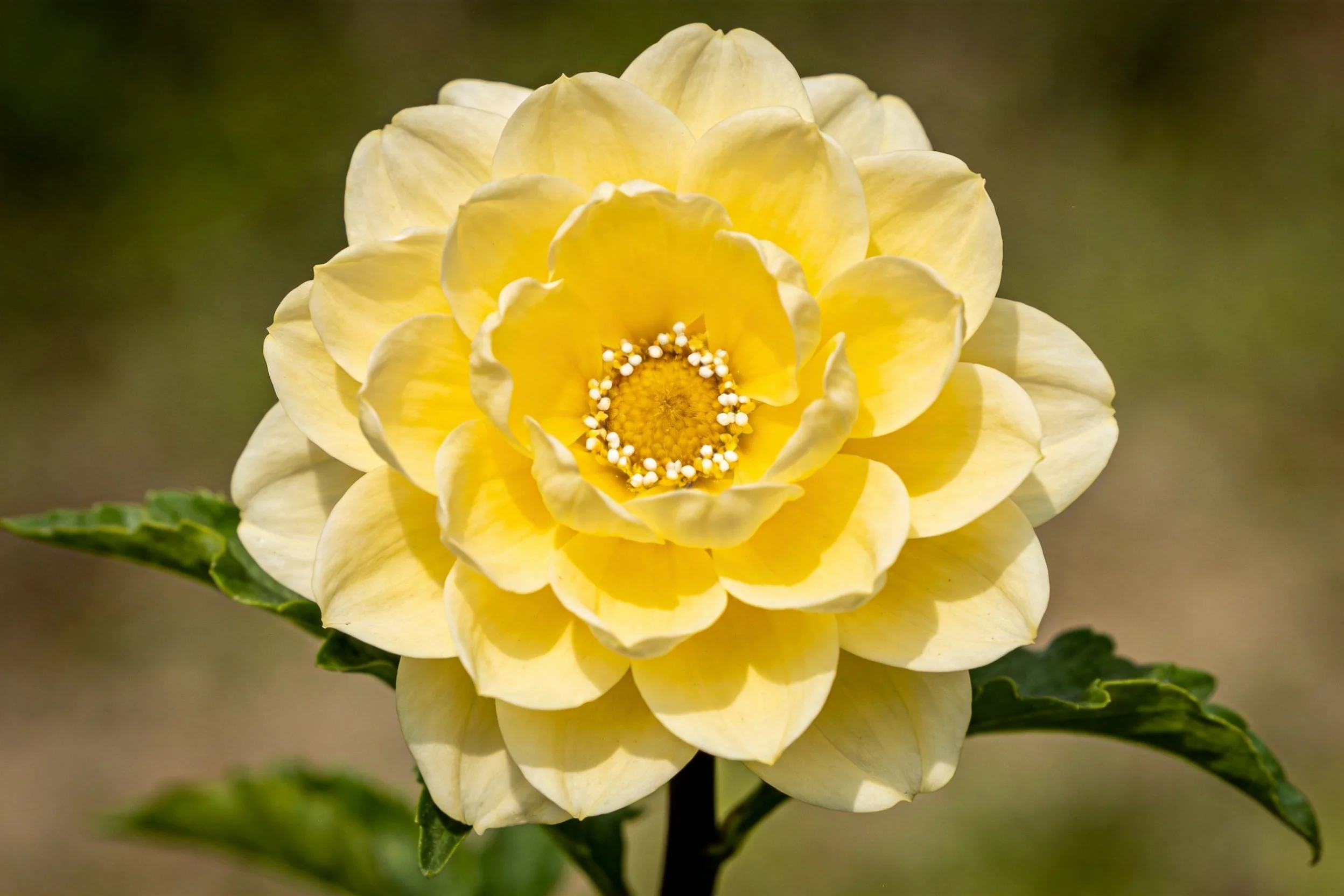 大丽花绽放着,中心为明亮的黄色花蕊,周围环绕着白色雄蕊,花瓣呈淡黄色渐变。