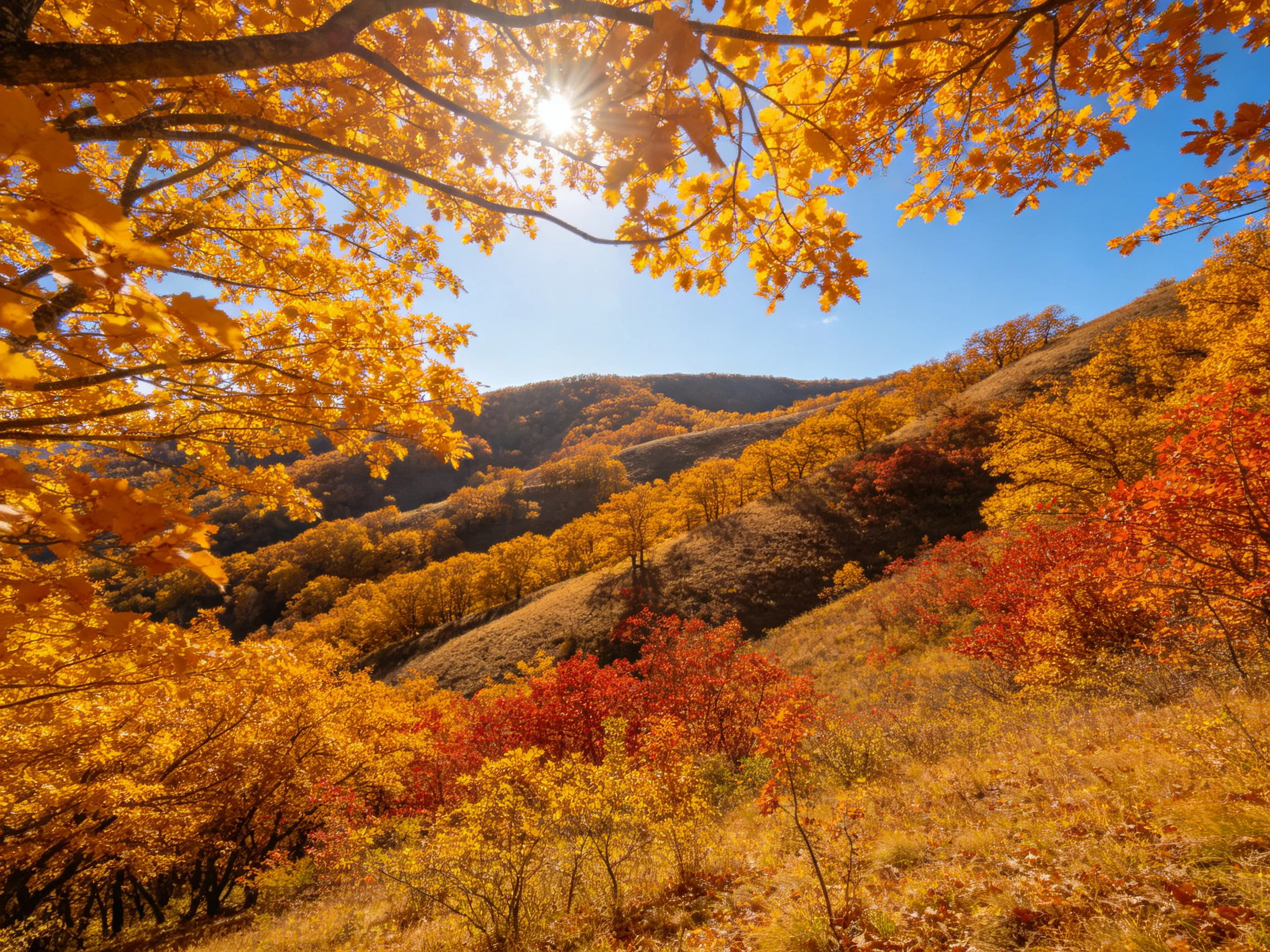 秋季山地彩林景观中,金黄与橙红的树叶在阳光下呈现出丰富的色彩层次,阳光透过枝叶形成斑驳光影效果。