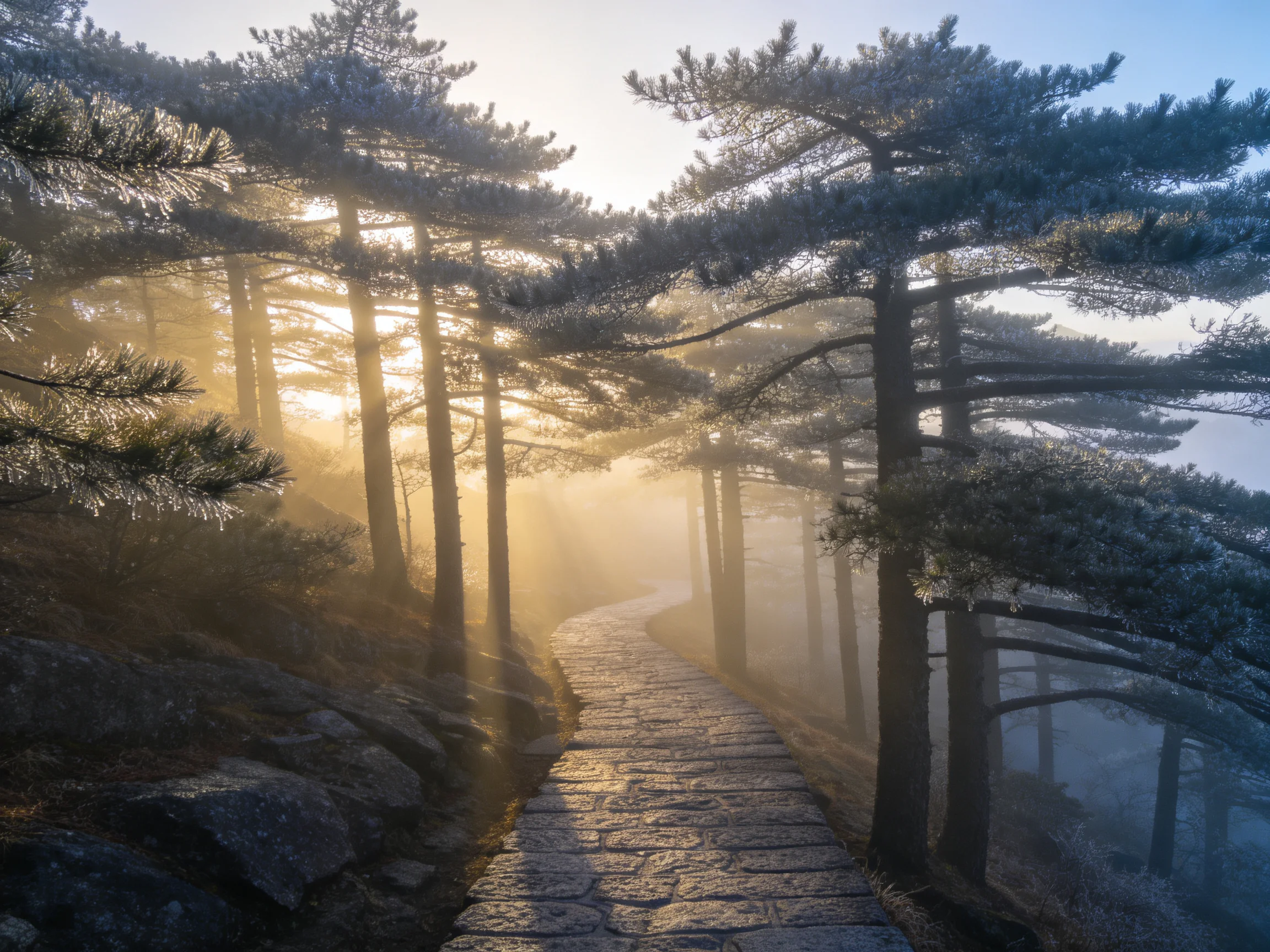 松树林间的石板路, 松针表面覆有薄霜, 阳光透过形成明显的光影效果。